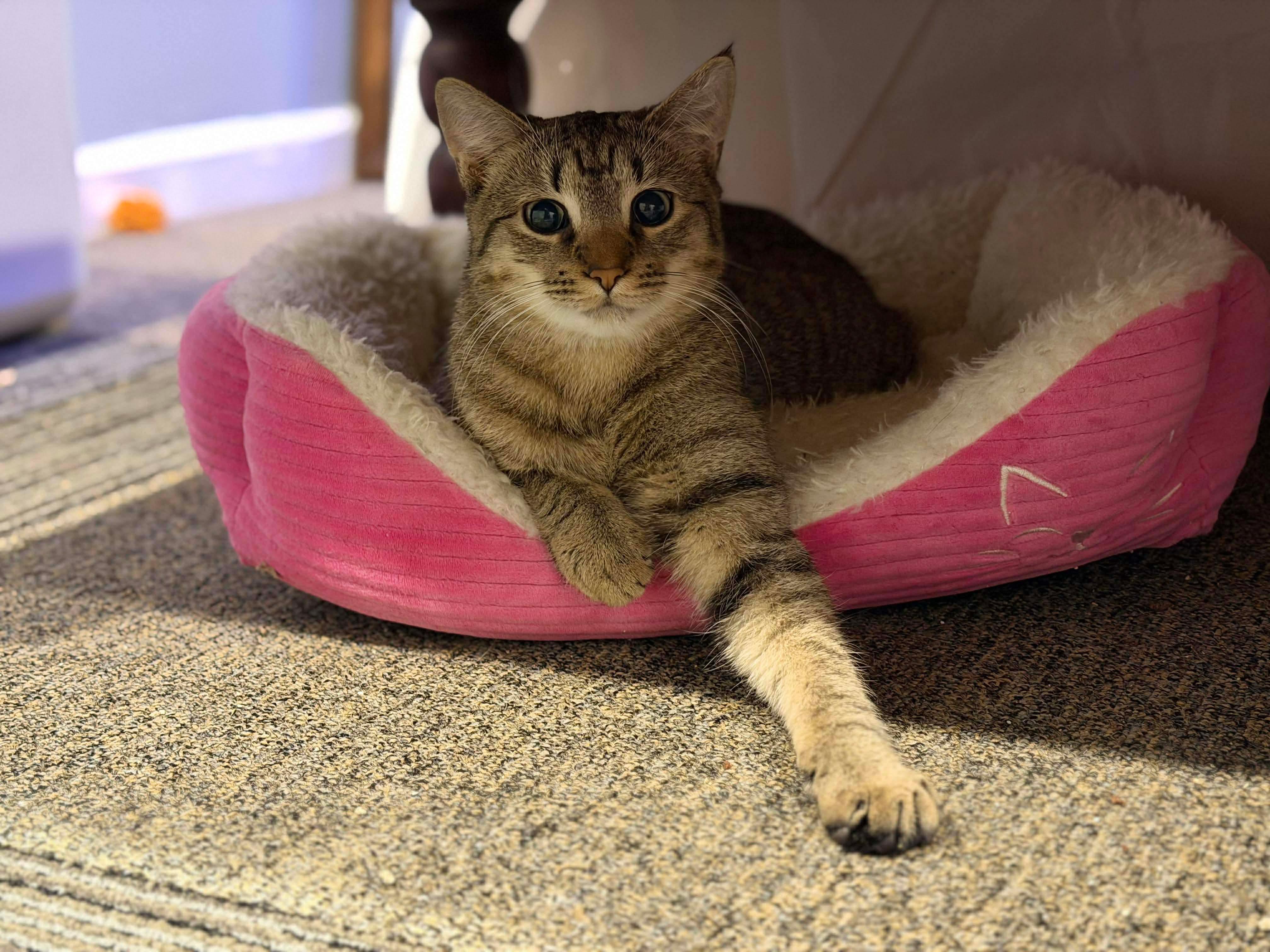 Daisy, Adoptable, Young Female Domestic Short Hair.