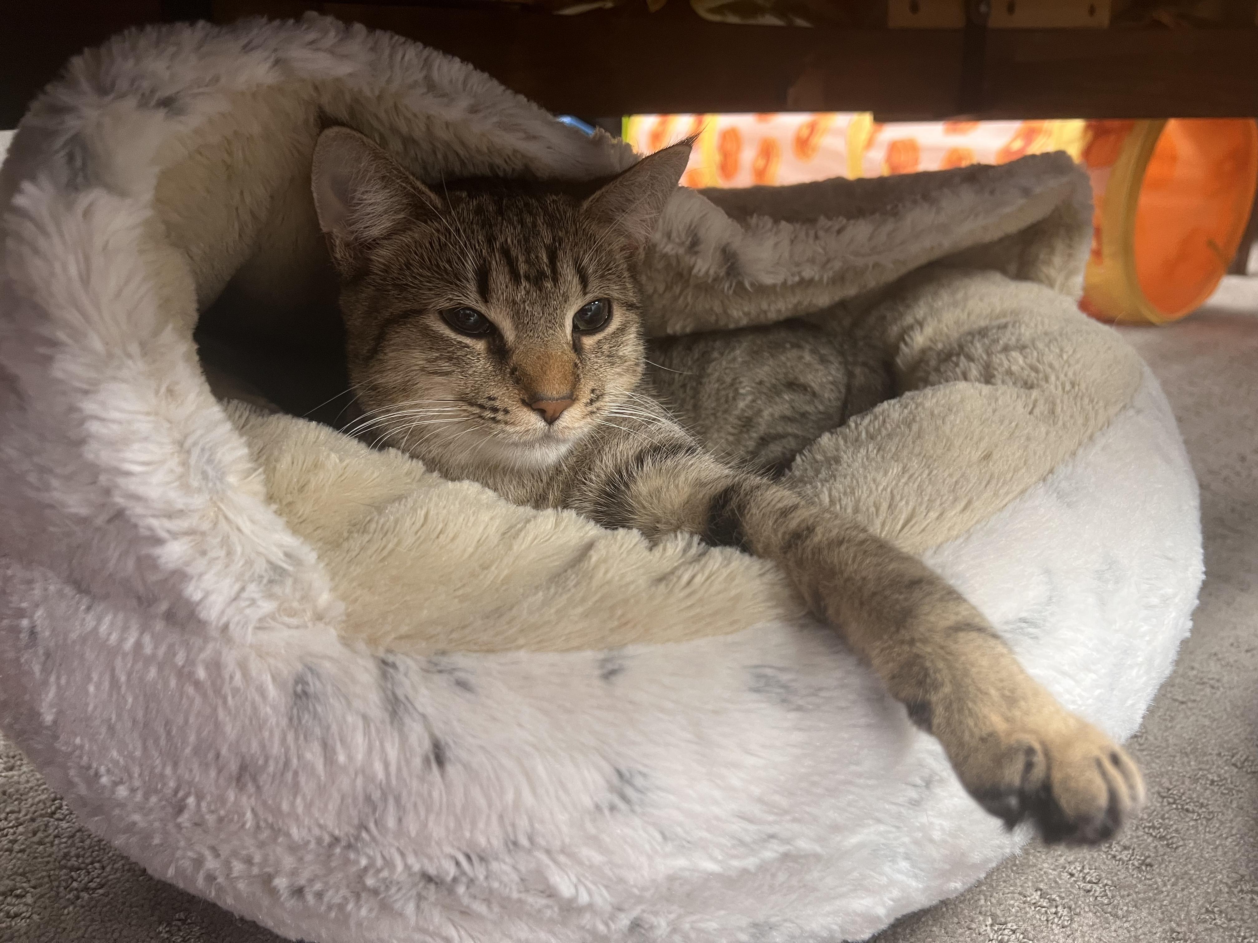 Daisy, a Adoptable Domestic Short Hair in Thurmont, MD image 3/6