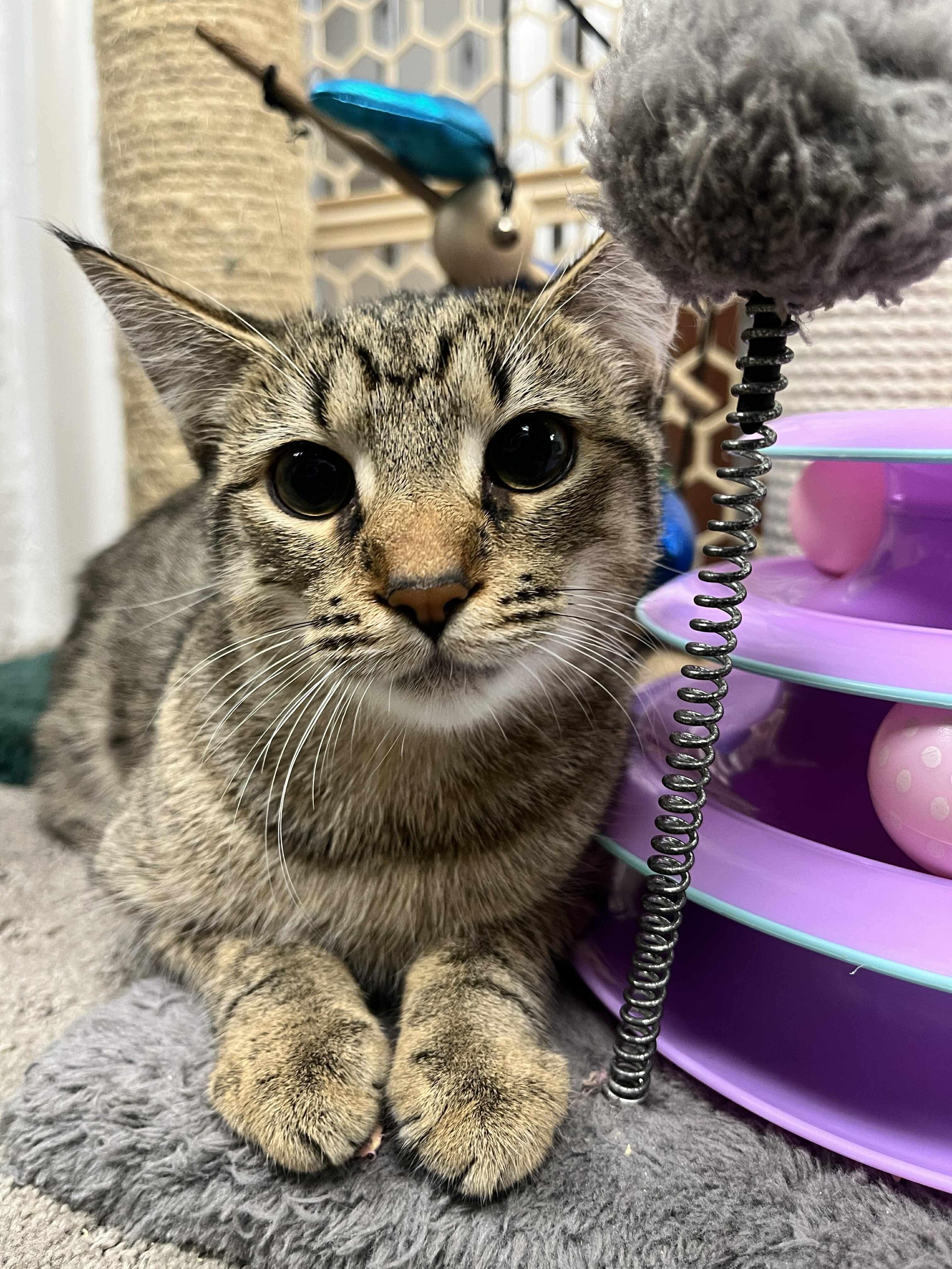 Daisy, a Adoptable Domestic Short Hair in Thurmont, MD image 5/6