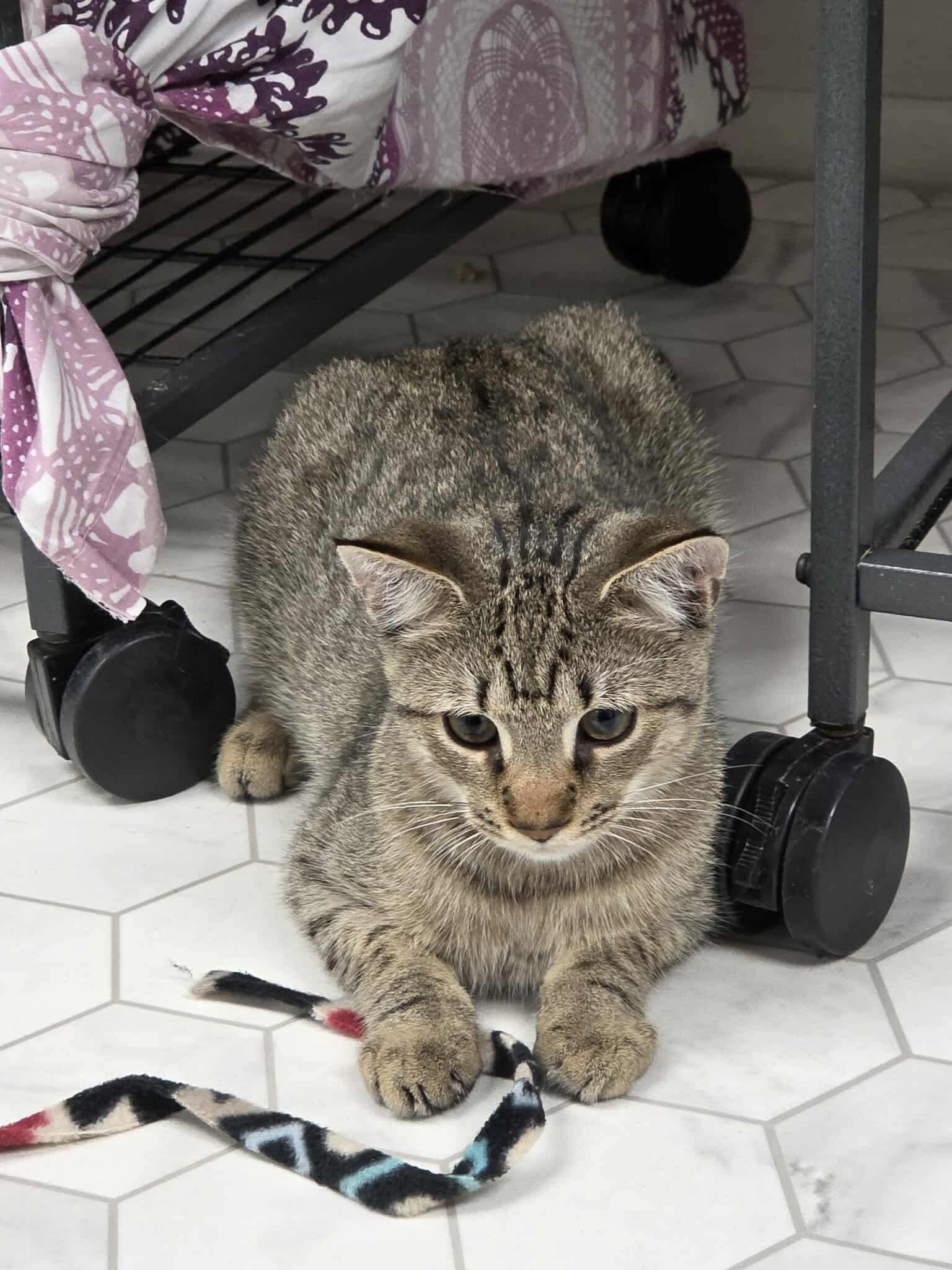 Daisy, a Adoptable Domestic Short Hair in Thurmont, MD image 6/6