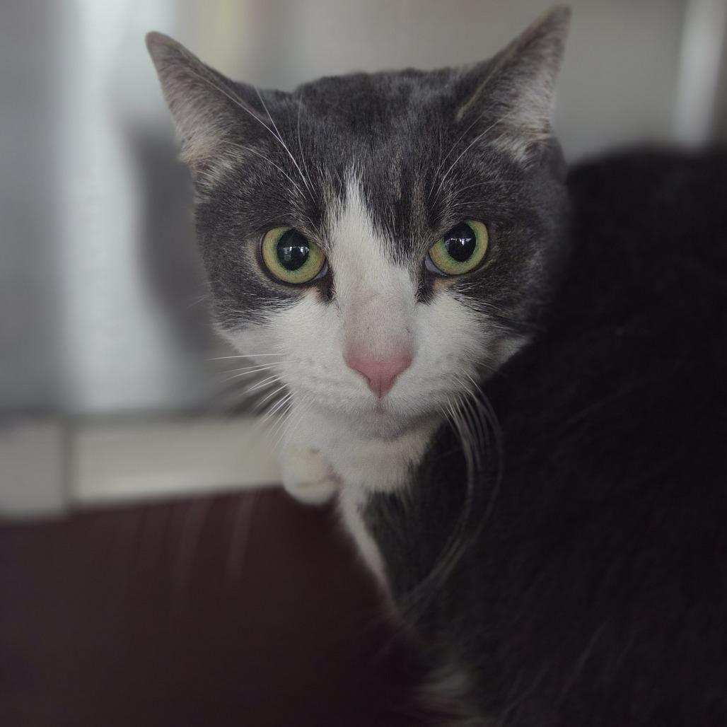 Enlarge Remi, a Adoptable Domestic Short Hair in Asheville, NC image 1/1