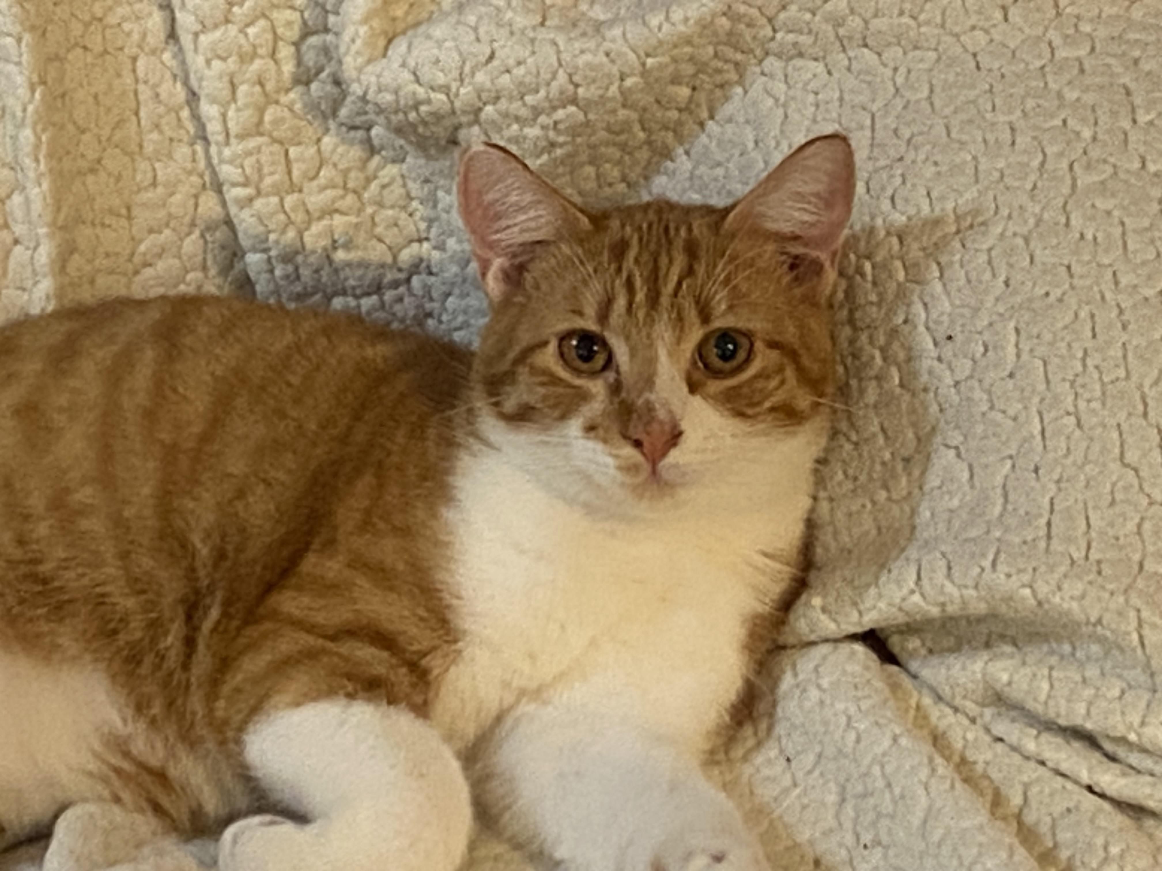 Enlarge Baxter, a ADOPTABLE Domestic Short Hair in Beaumont, TX image 2/2