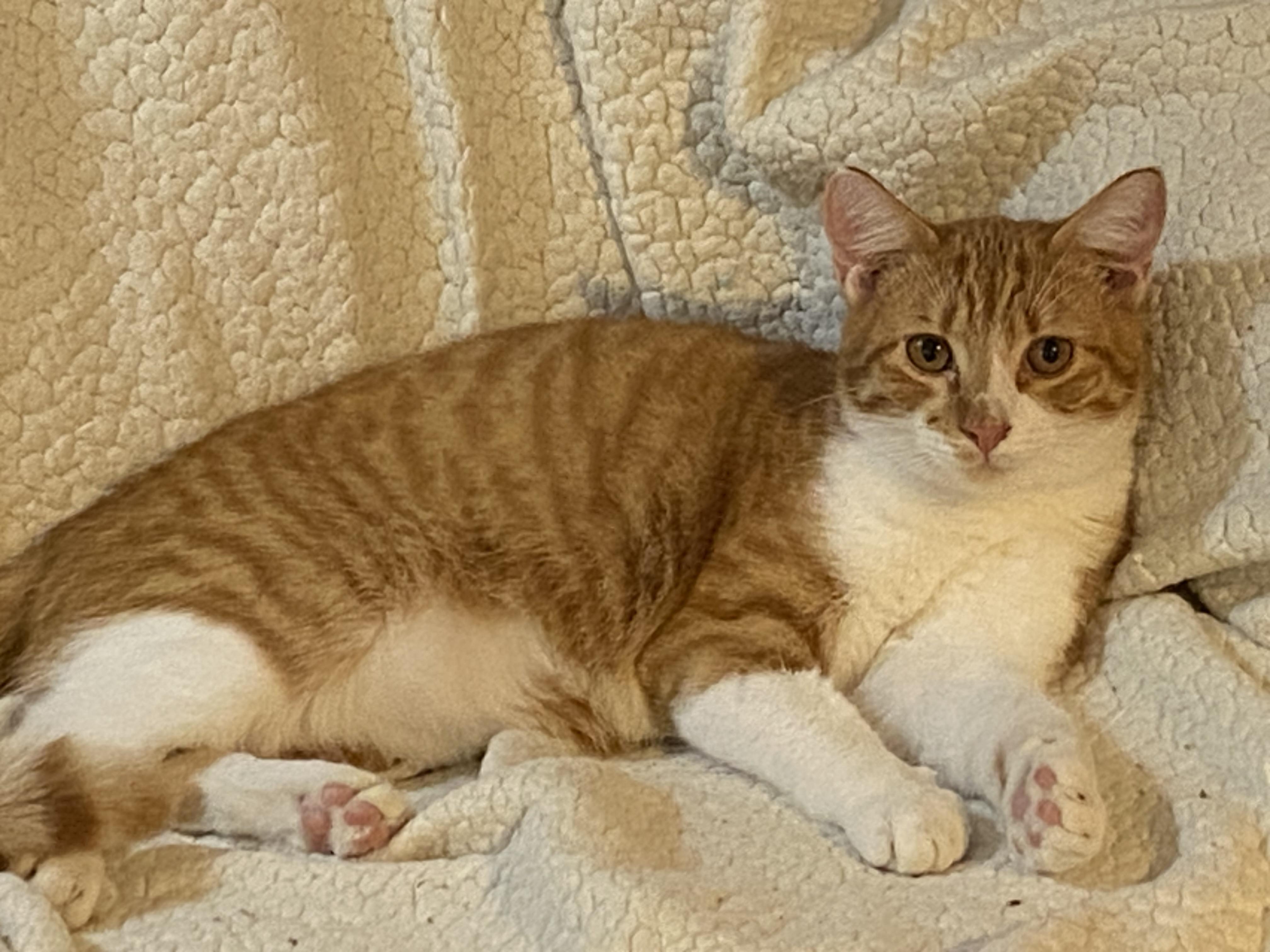 Baxter, ADOPTABLE, Young Male Domestic Short Hair.