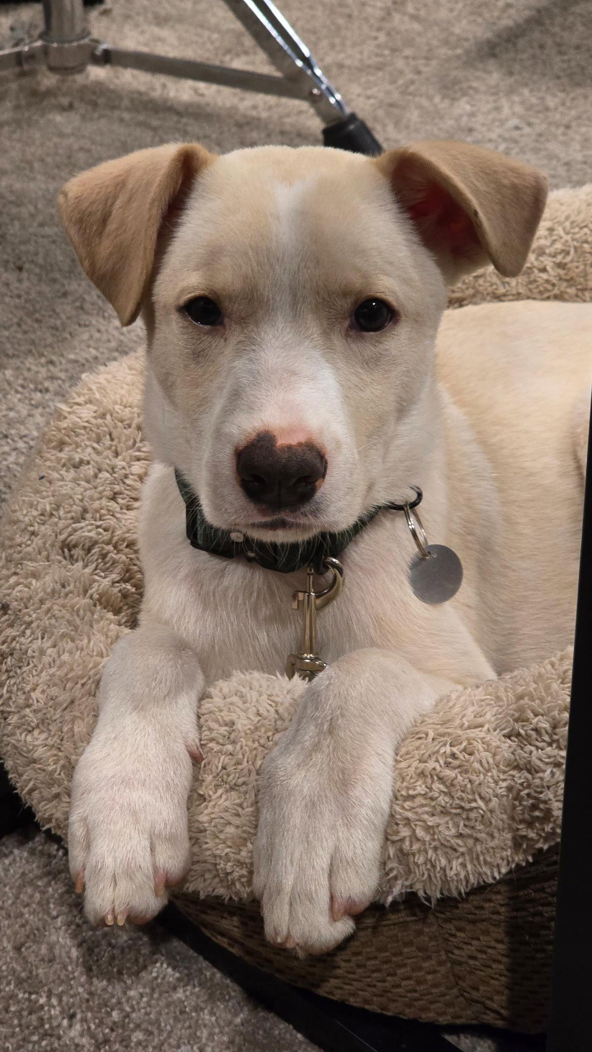 **THOMAS**, Adoptable, Puppy Male Labrador Retriever.