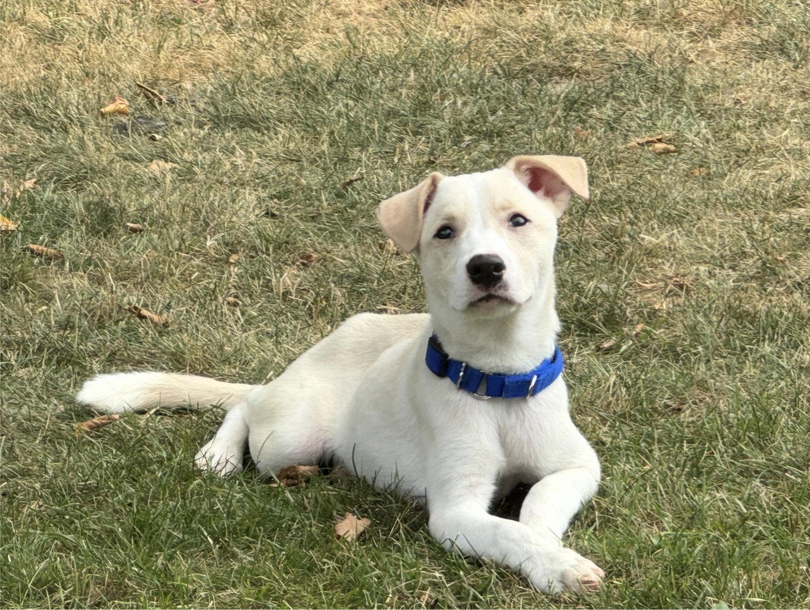 Enlarge **THOMAS**, a Adoptable Labrador Retriever in North Prairie, WI image 2/3