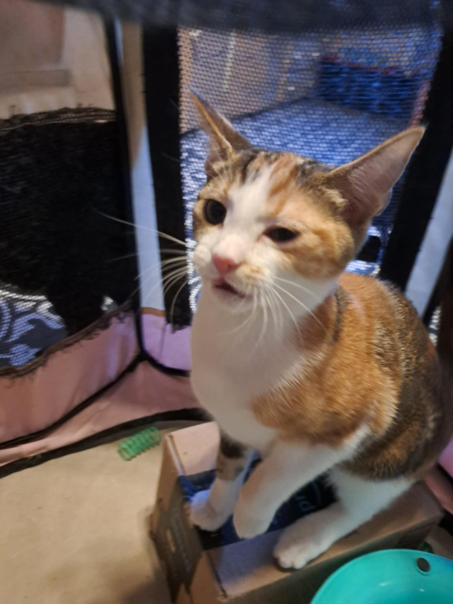 Shelley Brierpatch Jones, Adopted, Kitten Female Domestic Short Hair & Tiger.