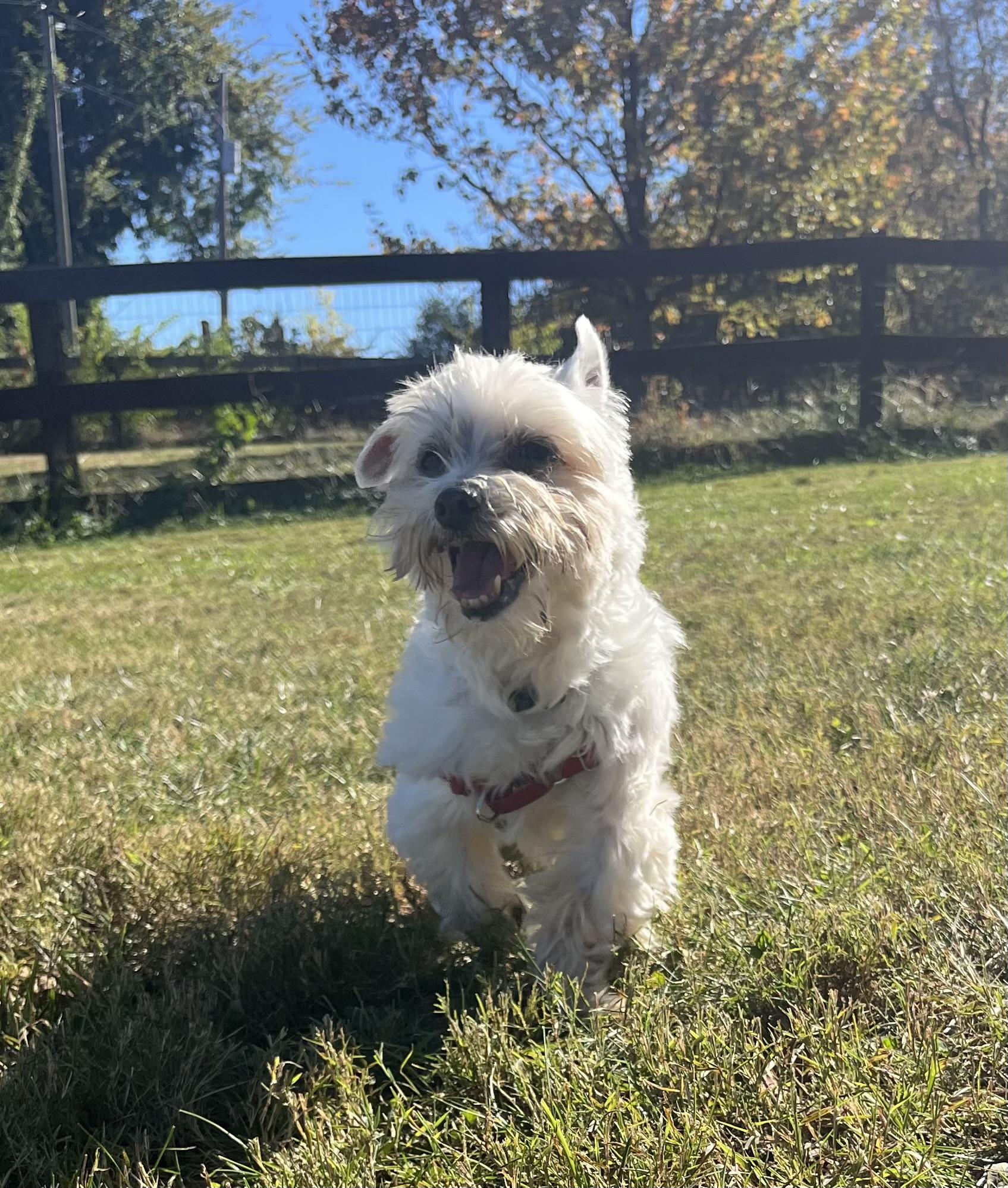 Coco, Adoptable, Senior Male Maltese.