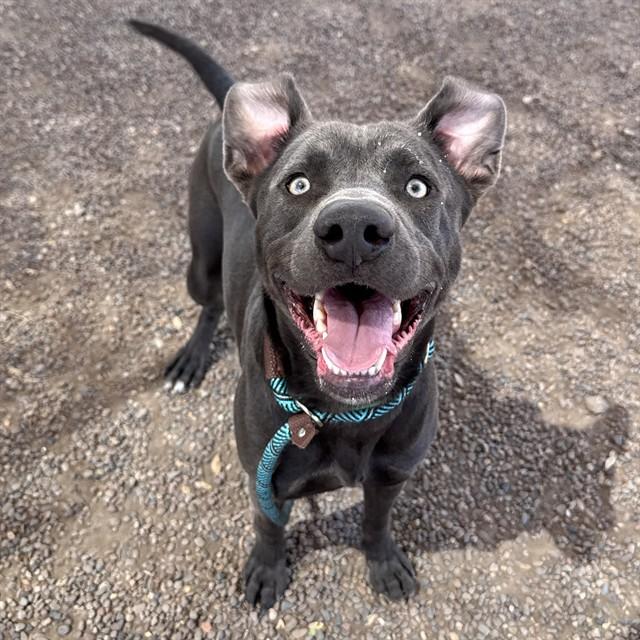 EATON, Adoptable, Young Male Blue Lacy & Mixed Breed.