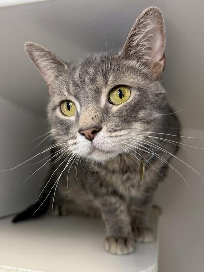 Enlarge Greyson, a Adoptable mixed breed in Columbus, OH image 1/1