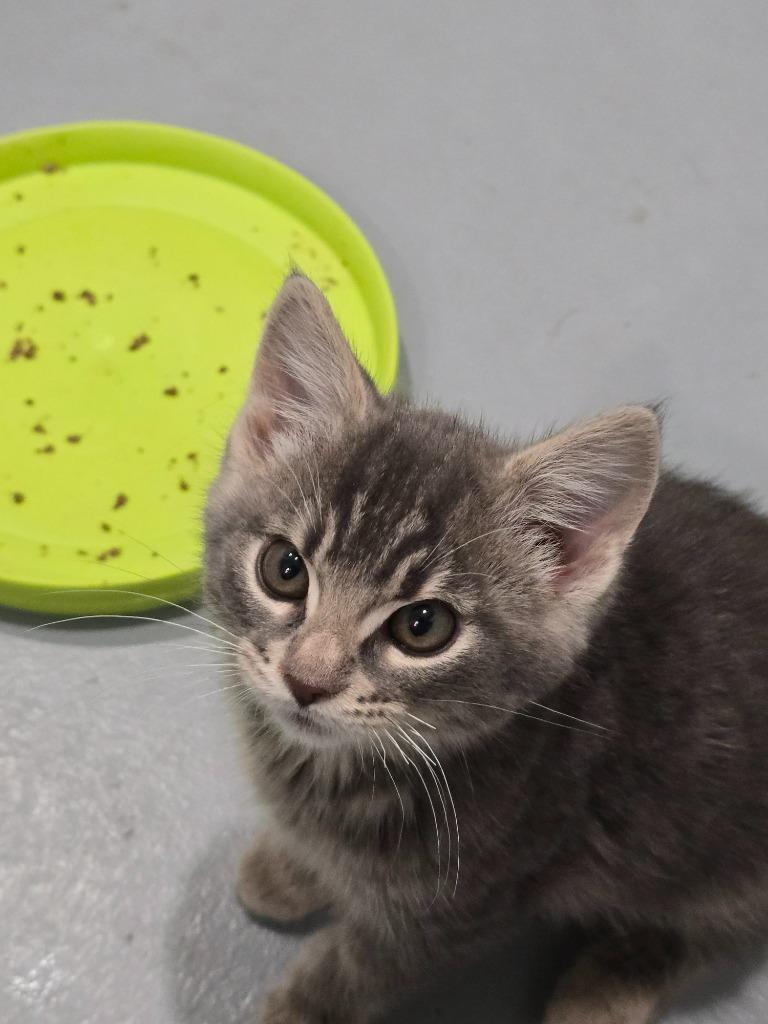 PB5 Chestnut, Adoptable, Kitten Male Domestic Medium Hair.