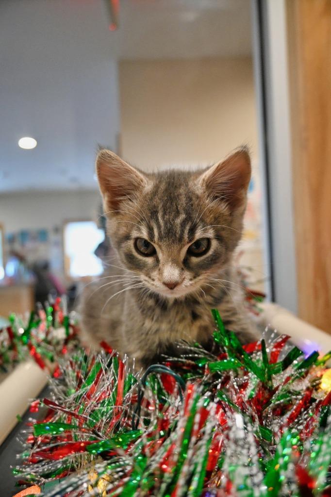 Enlarge PB5 Chestnut, a Adoptable mixed breed in Ashland, WI image 2/3