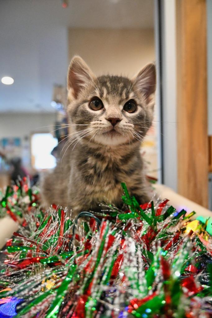 Enlarge PB5 Chestnut, a Adoptable mixed breed in Ashland, WI image 3/3