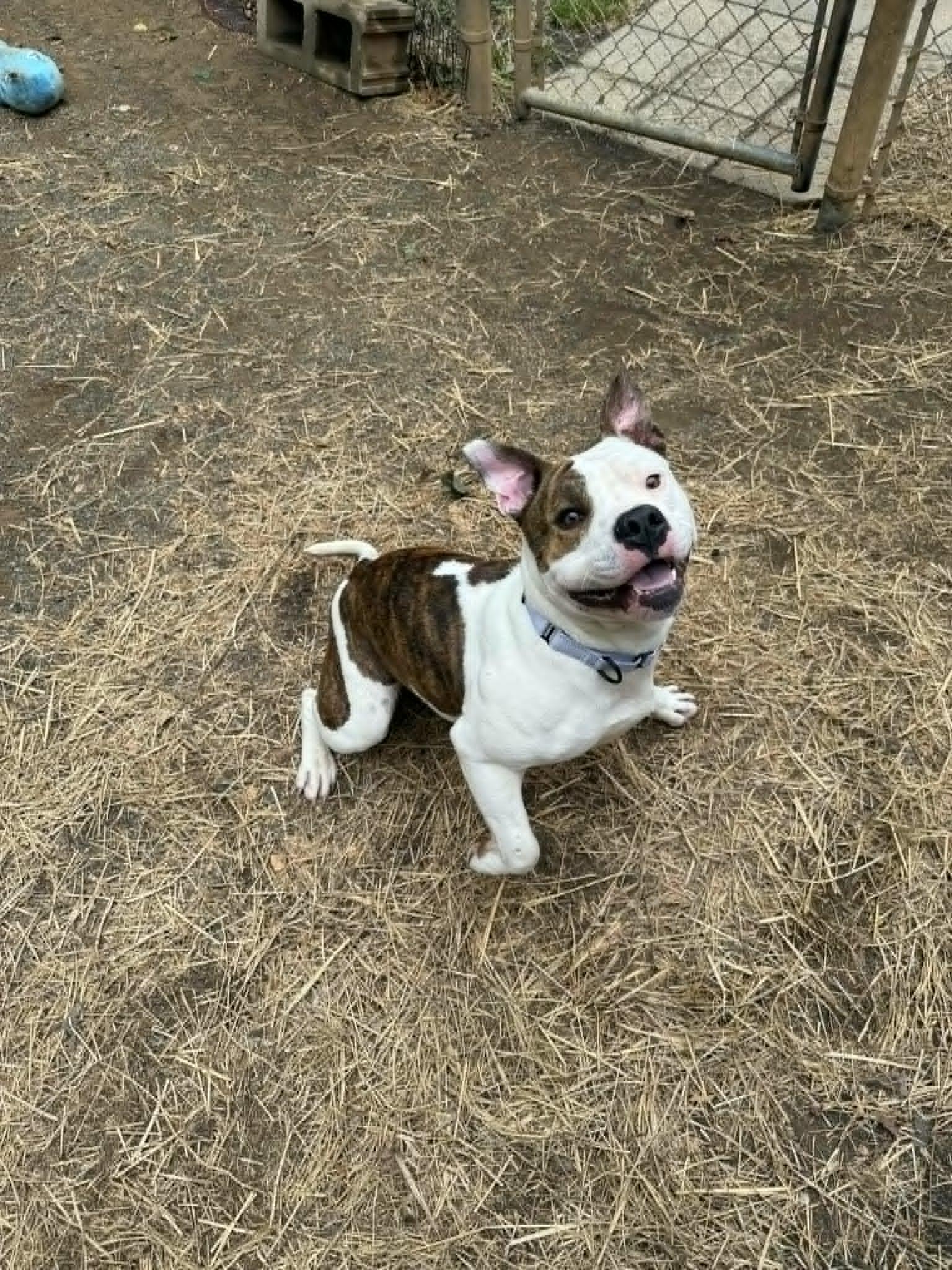 Enlarge Ellie, an adoptable Pit Bull Terrier in Orange, VA image 6/6