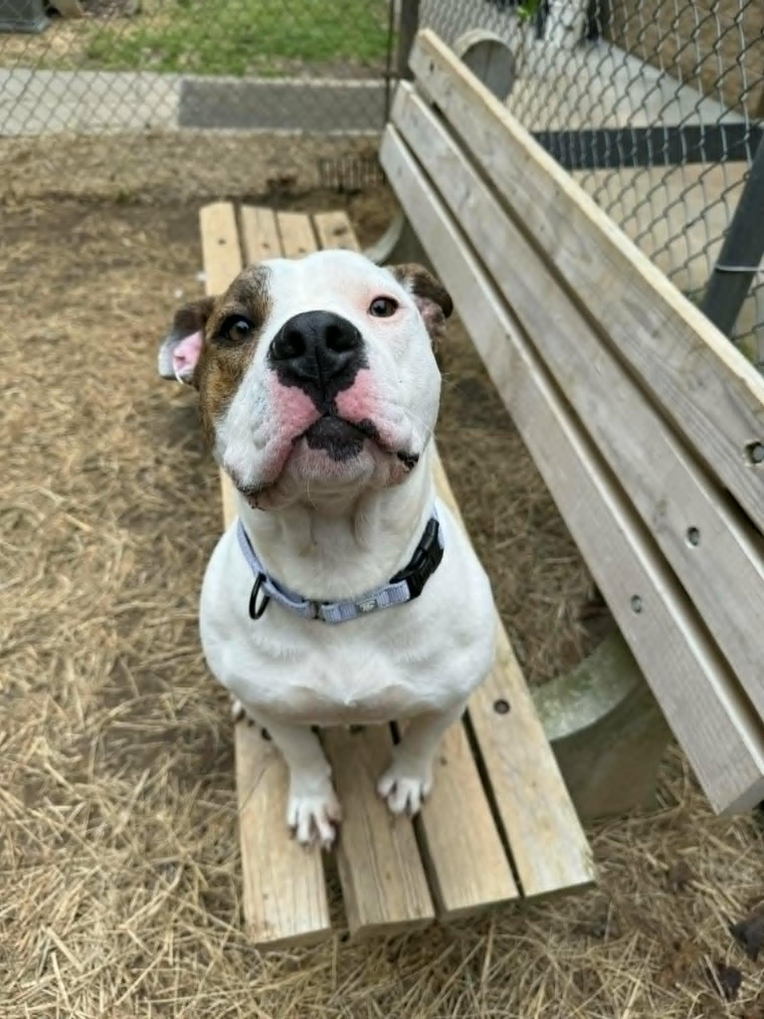 Enlarge Ellie, an adoptable Pit Bull Terrier in Orange, VA image 4/6