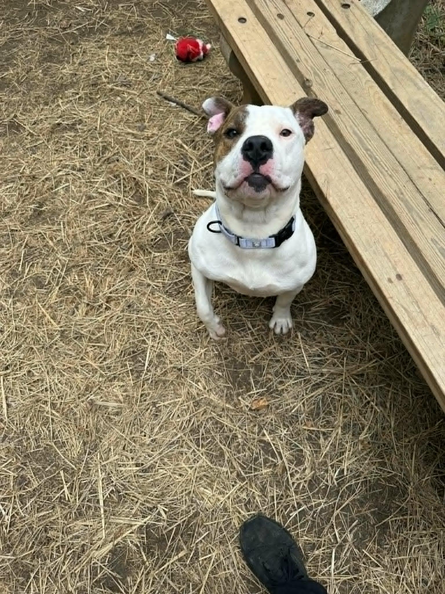 Enlarge Ellie, an adoptable Pit Bull Terrier in Orange, VA image 5/6
