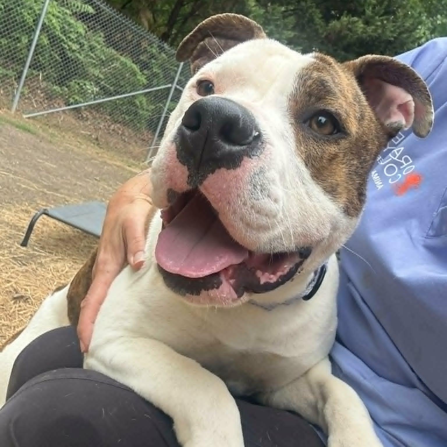 Ellie, adoptable, Young Female Pit Bull Terrier.