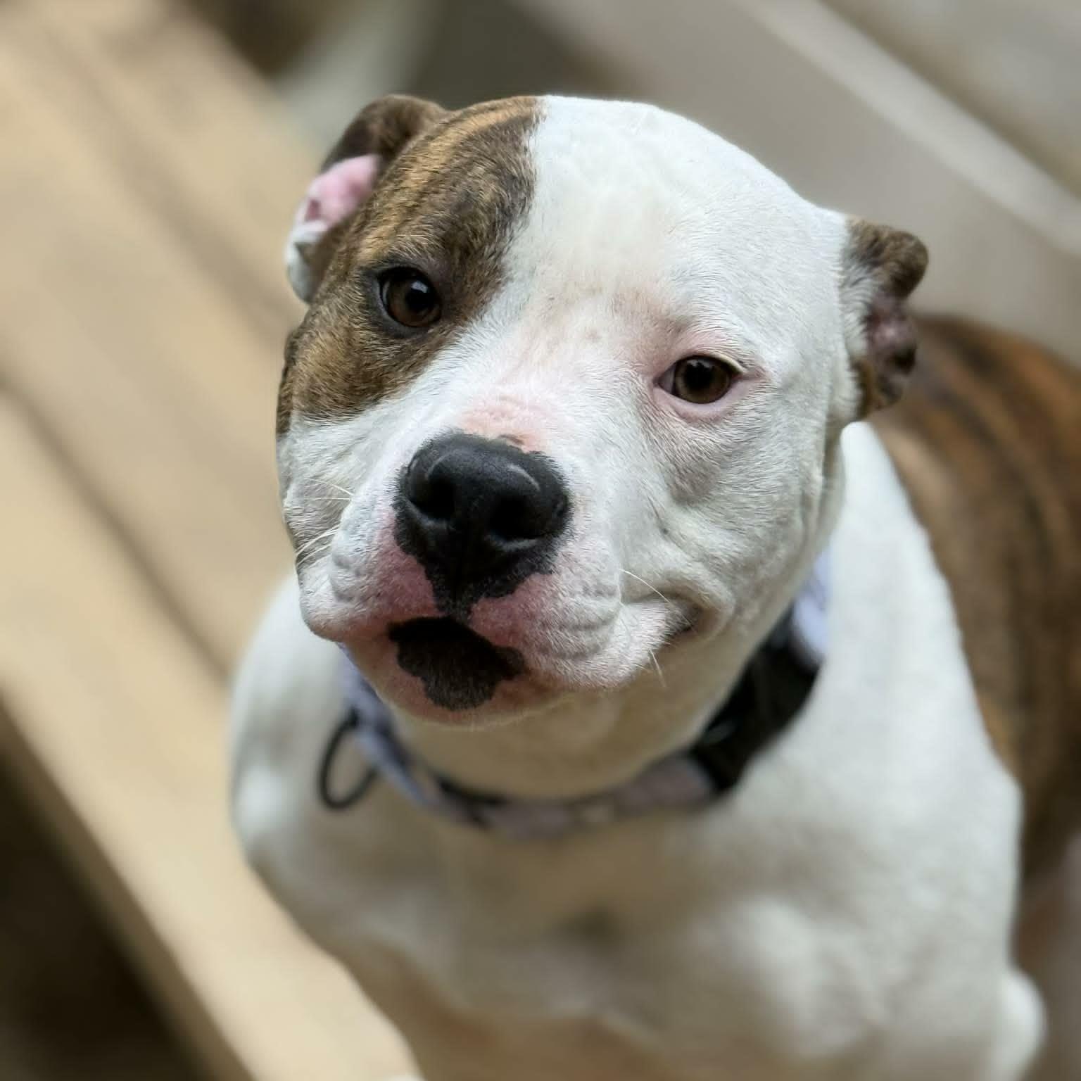 Enlarge Ellie, an adoptable Pit Bull Terrier in Orange, VA image 2/6