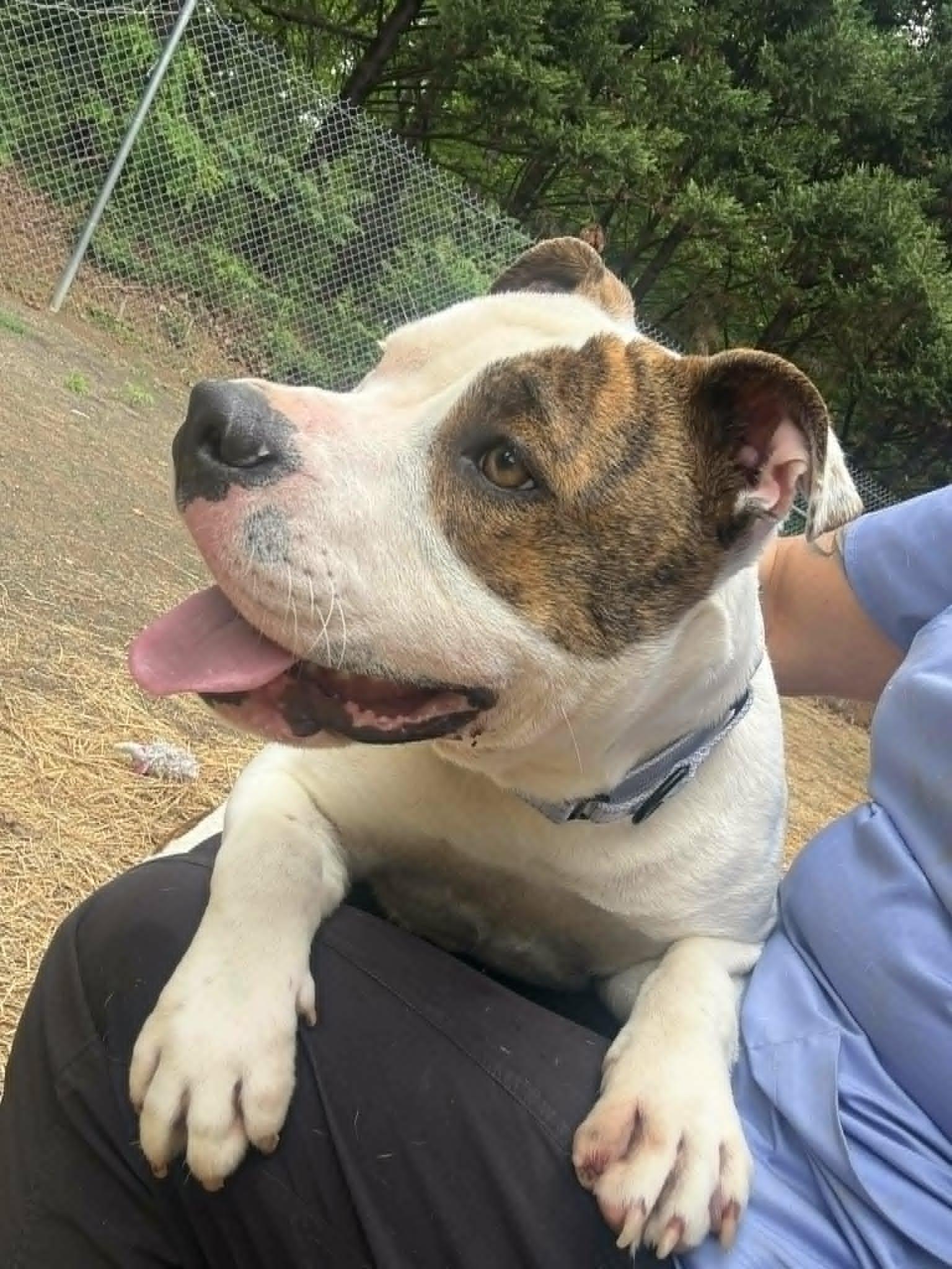 Enlarge Ellie, an adoptable Pit Bull Terrier in Orange, VA image 3/6