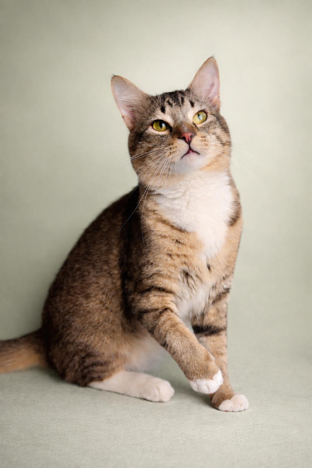 Enlarge Fox, a ADOPTABLE Domestic Short Hair in Rixeyville, VA image 1/4