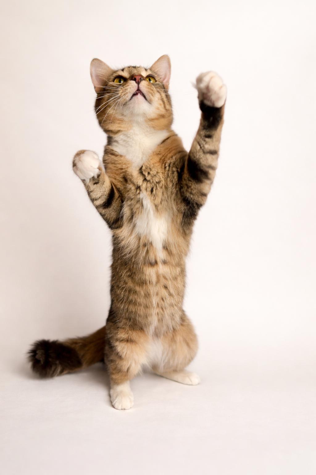 Enlarge Fox, a ADOPTABLE Domestic Short Hair in Rixeyville, VA image 2/4