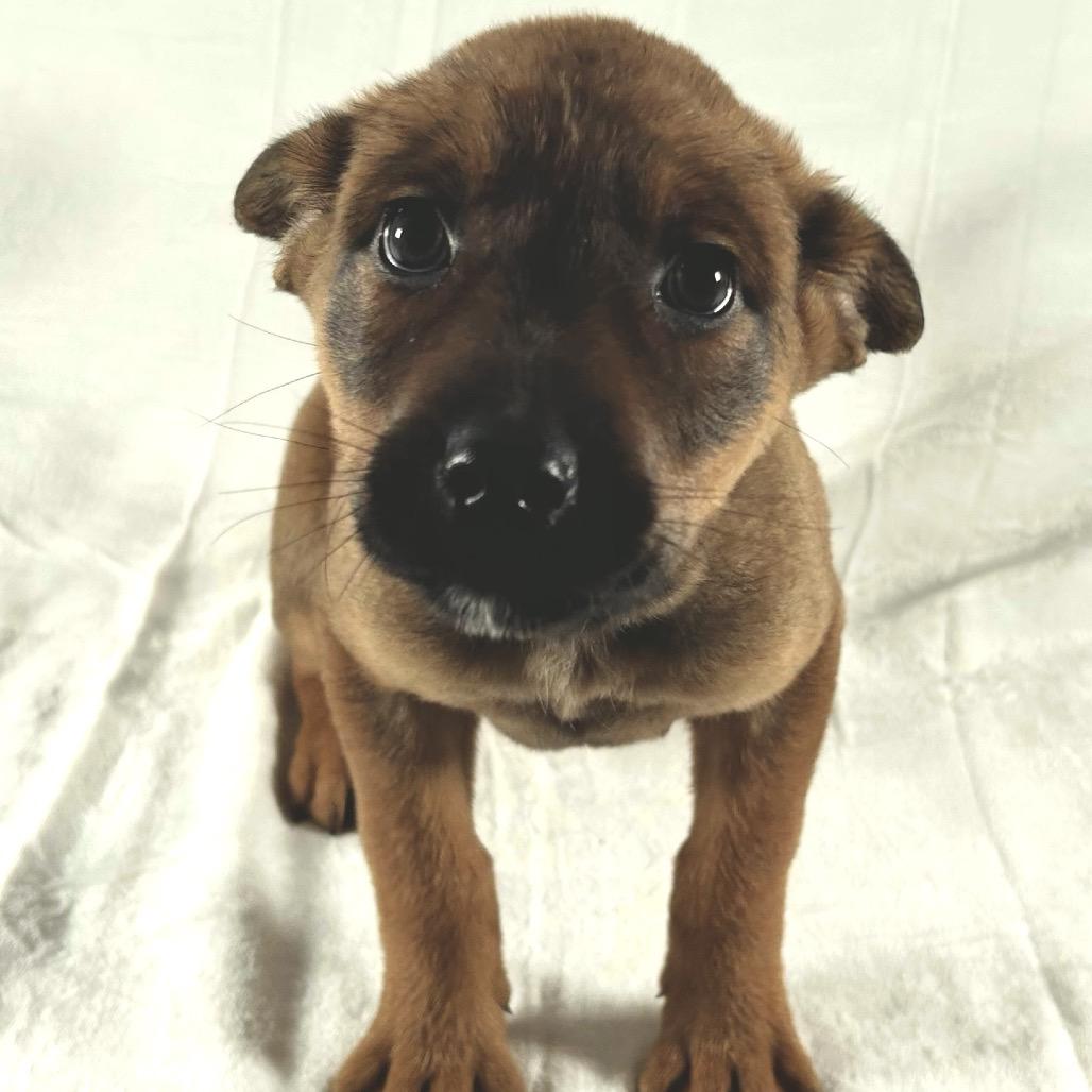 April, Adoptable, Puppy Female German Shepherd Dog.