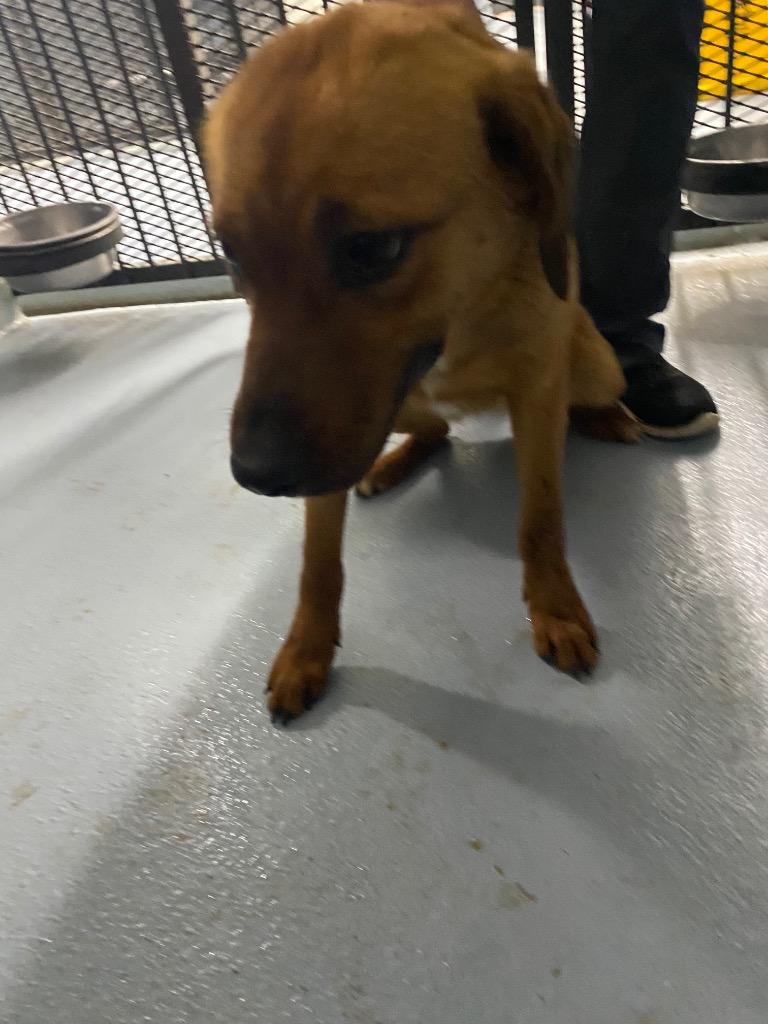 Enlarge Patsy Cline, a Adoptable mixed breed in Cartersville , GA image 1/1