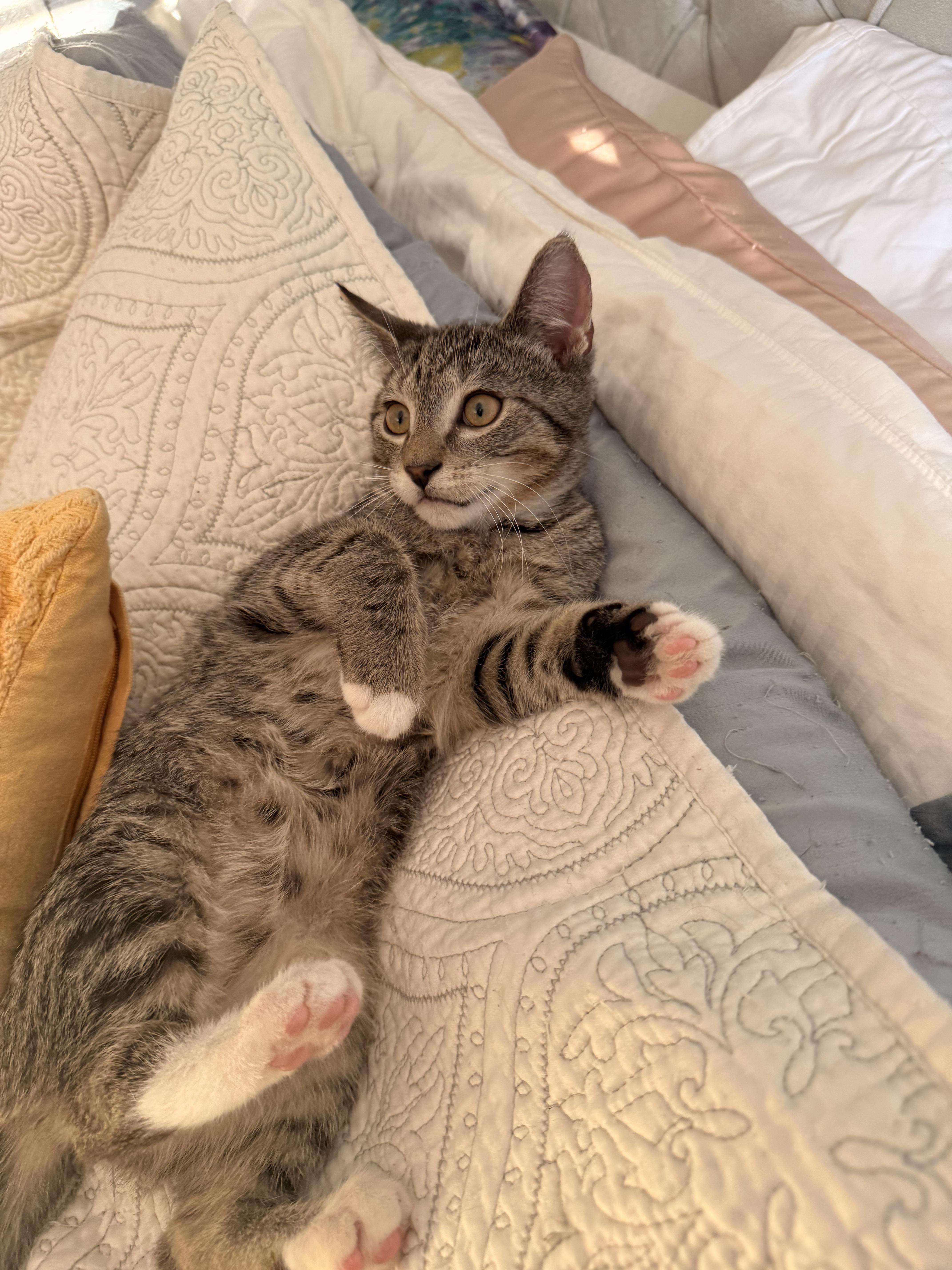 Enlarge Dexter, a ADOPTABLE Domestic Short Hair in Philadelphia, PA image 3/3