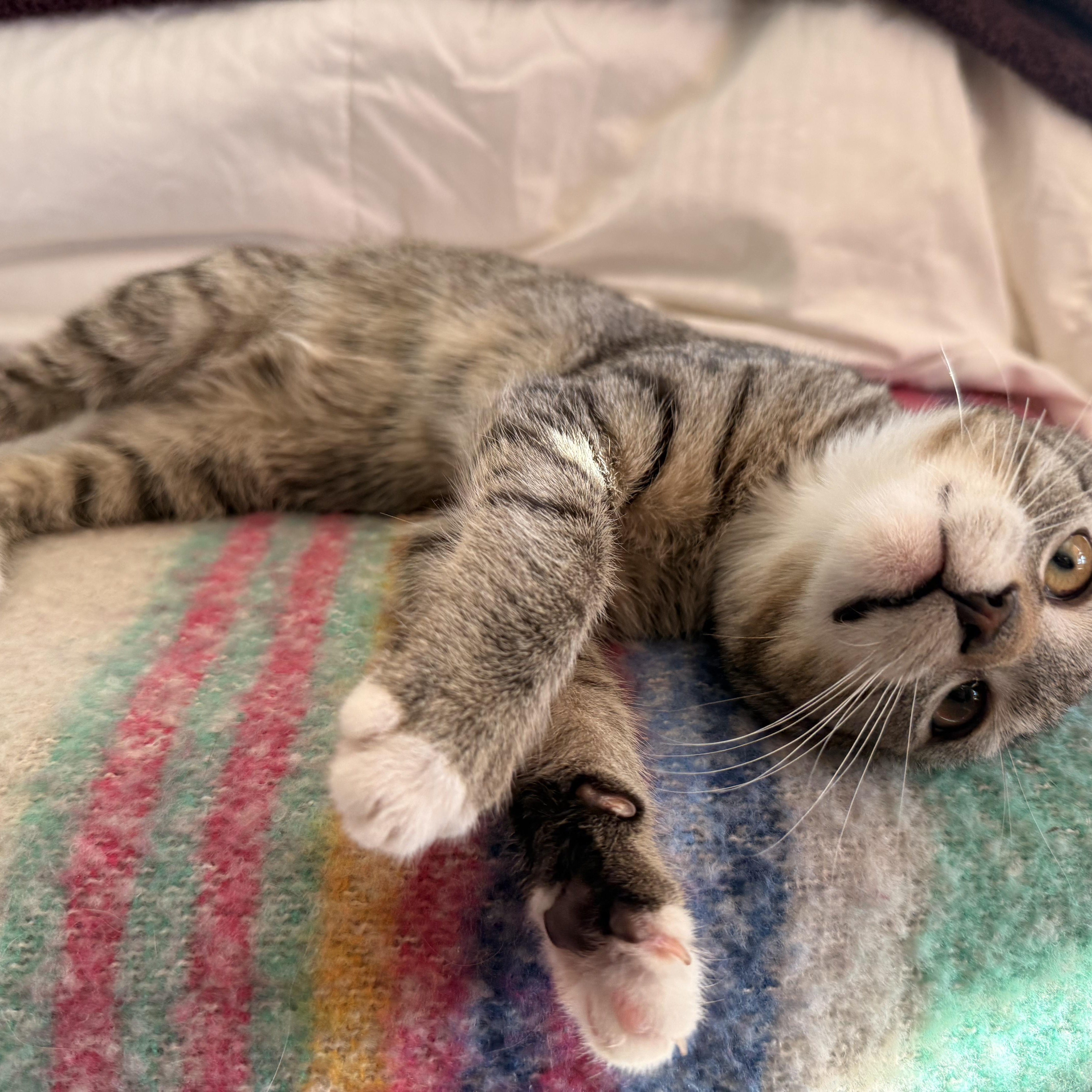 Dexter, a ADOPTABLE Domestic Short Hair in Philadelphia, PA image 2/6