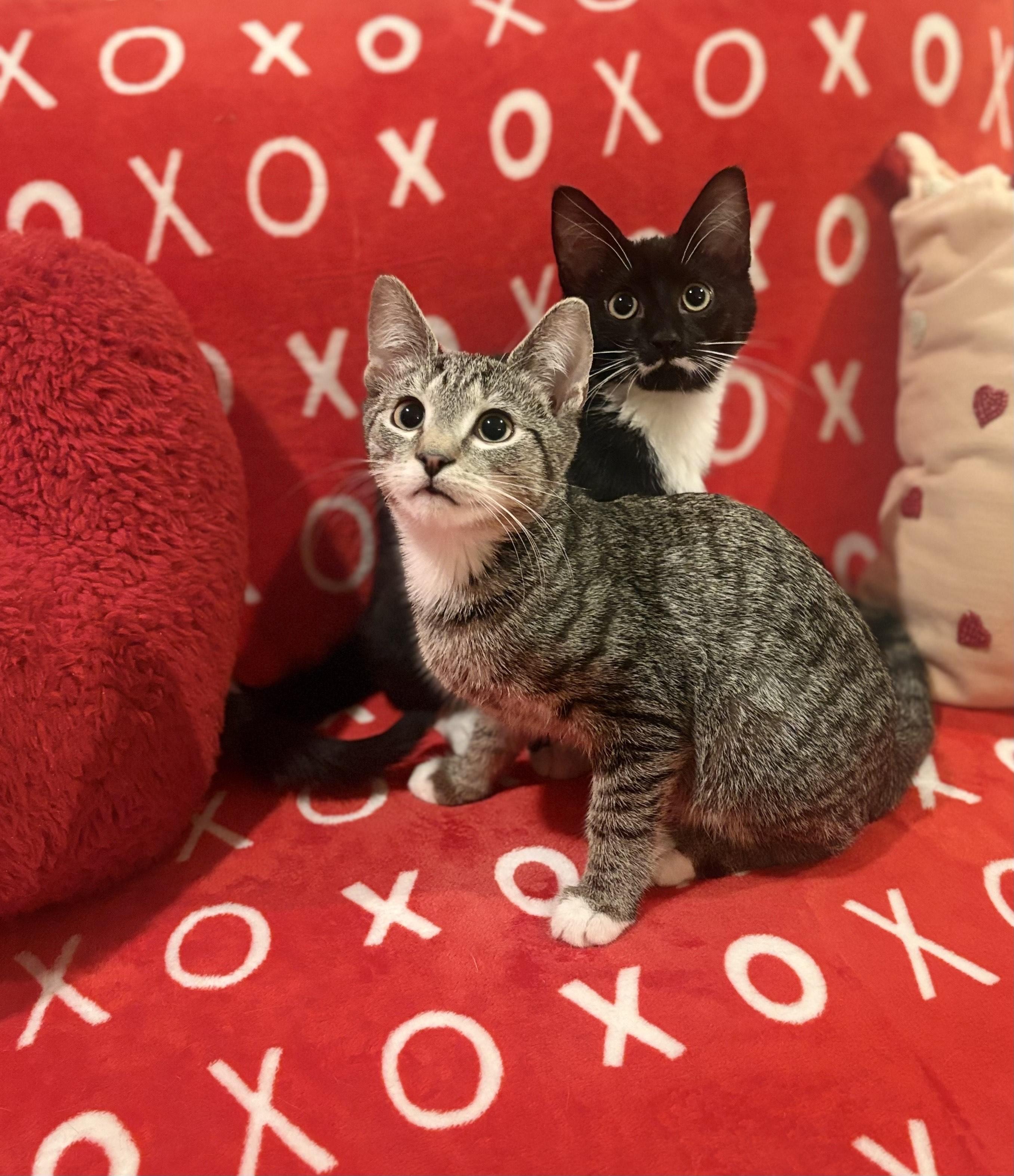 Dexter, ADOPTABLE, Kitten Male Domestic Short Hair.