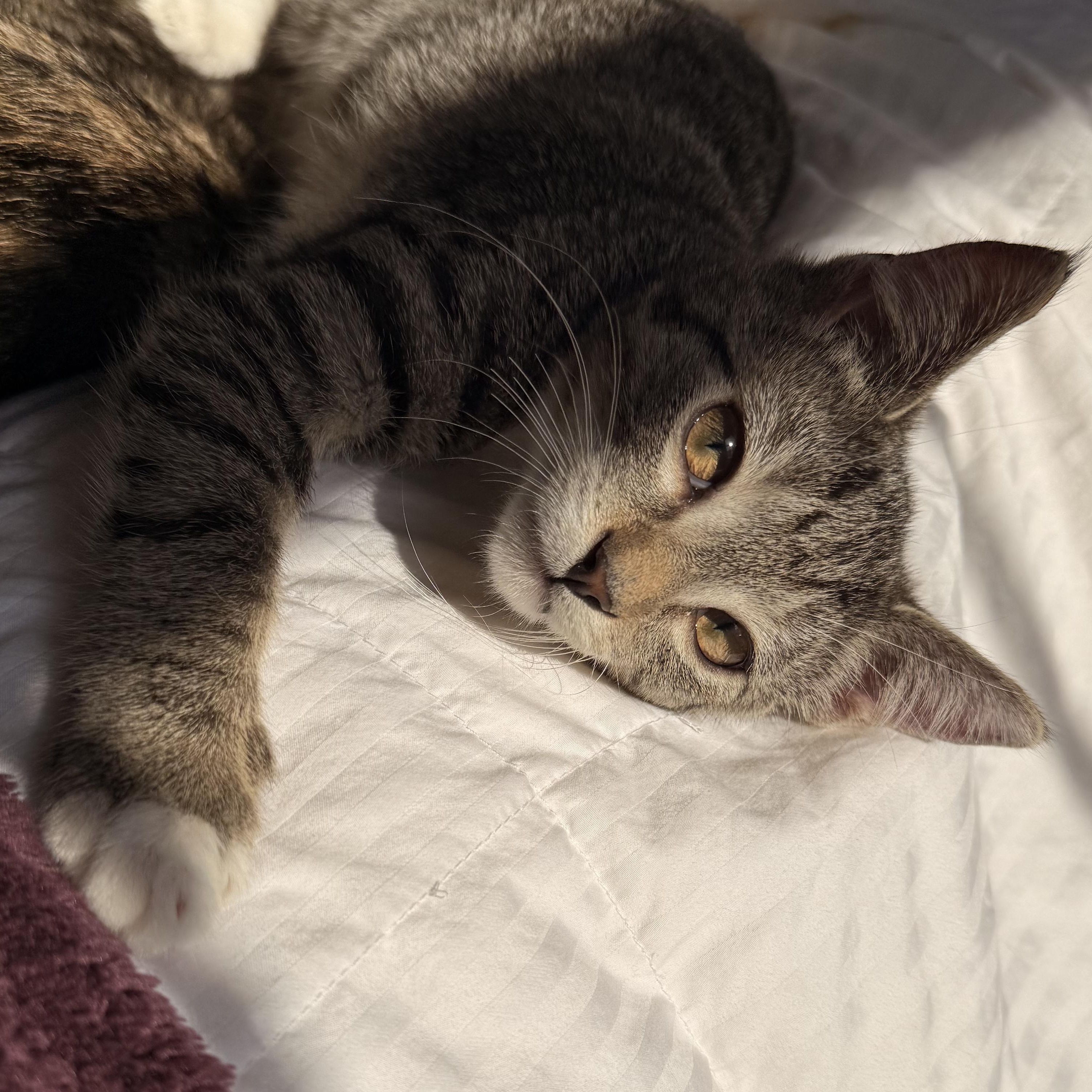 Enlarge Dexter, a ADOPTABLE Domestic Short Hair in Philadelphia, PA image 2/3