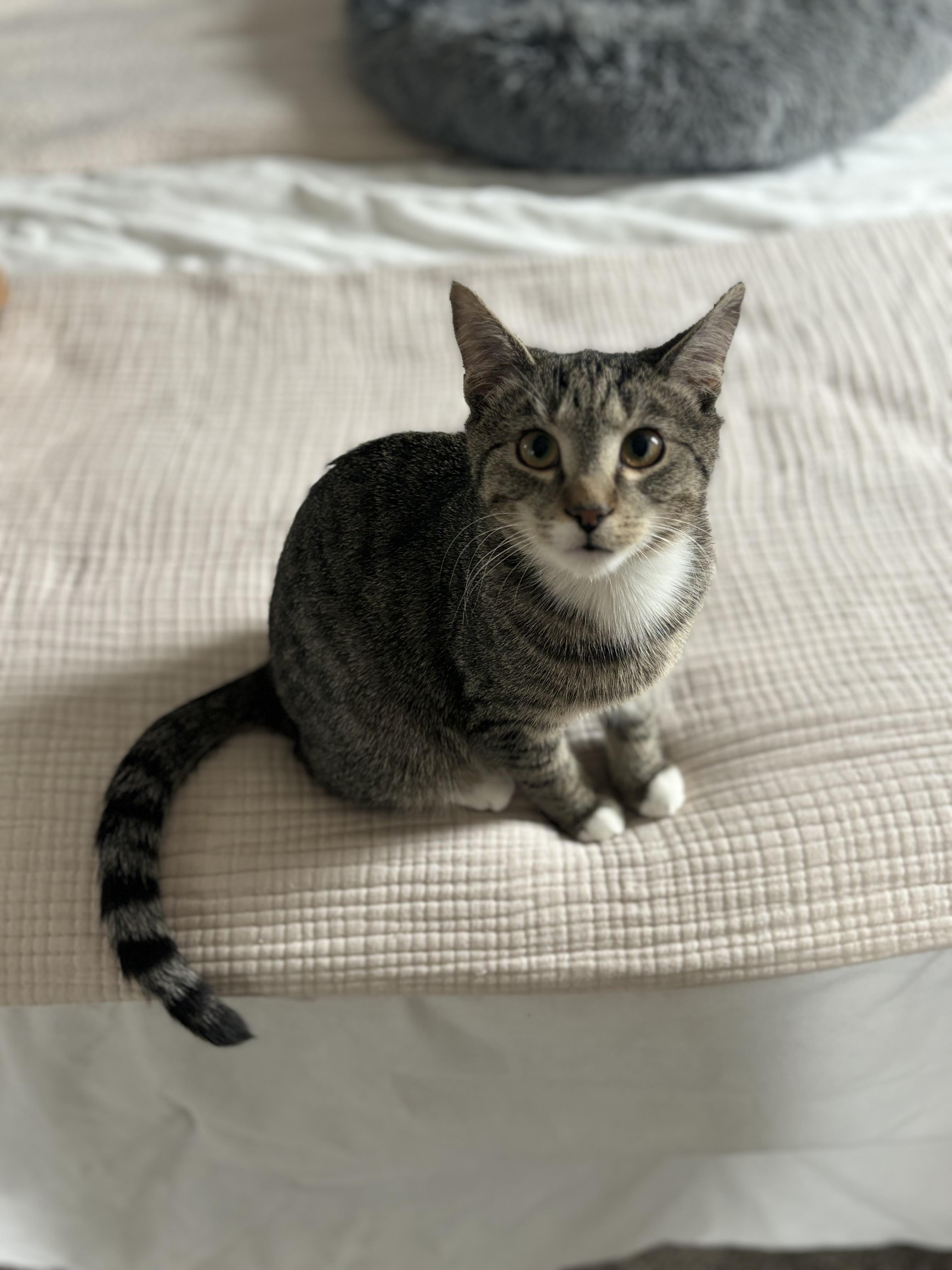 Dexter, ADOPTABLE, Kitten Male Domestic Short Hair.