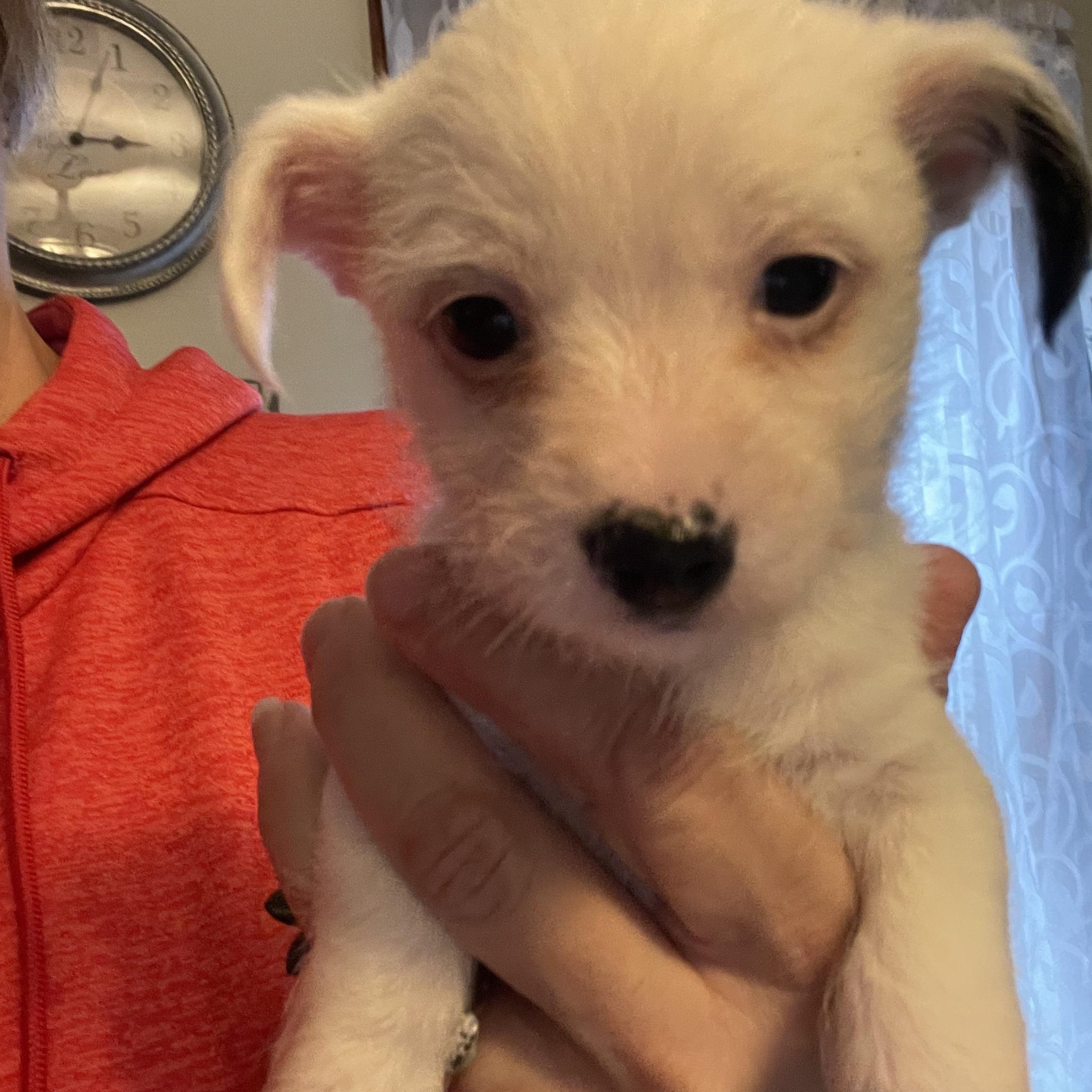 Enlarge Pixie Precious, an adopted mixed breed in Andover, MA image 6/6