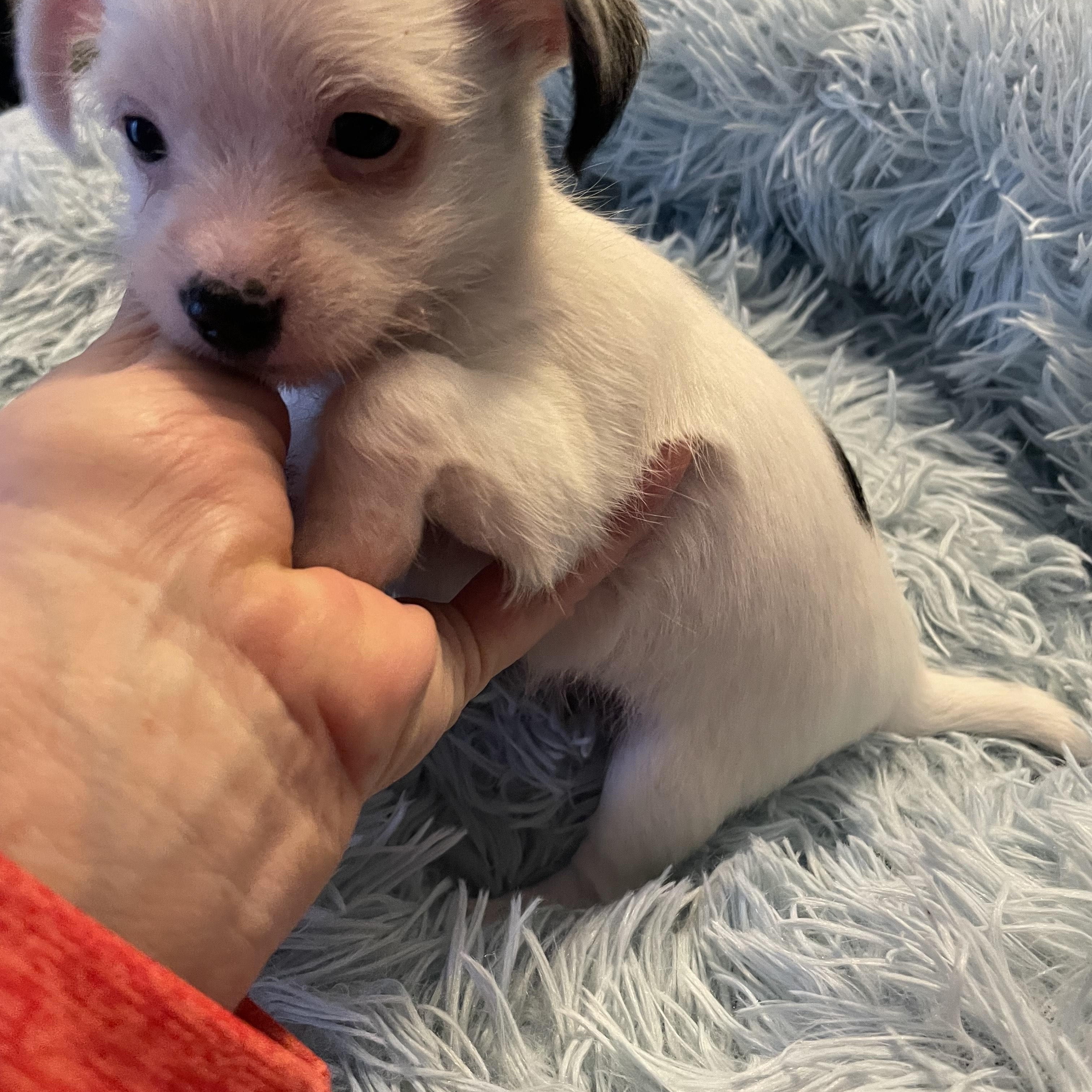 Enlarge Pixie Precious, an adopted mixed breed in Andover, MA image 5/6