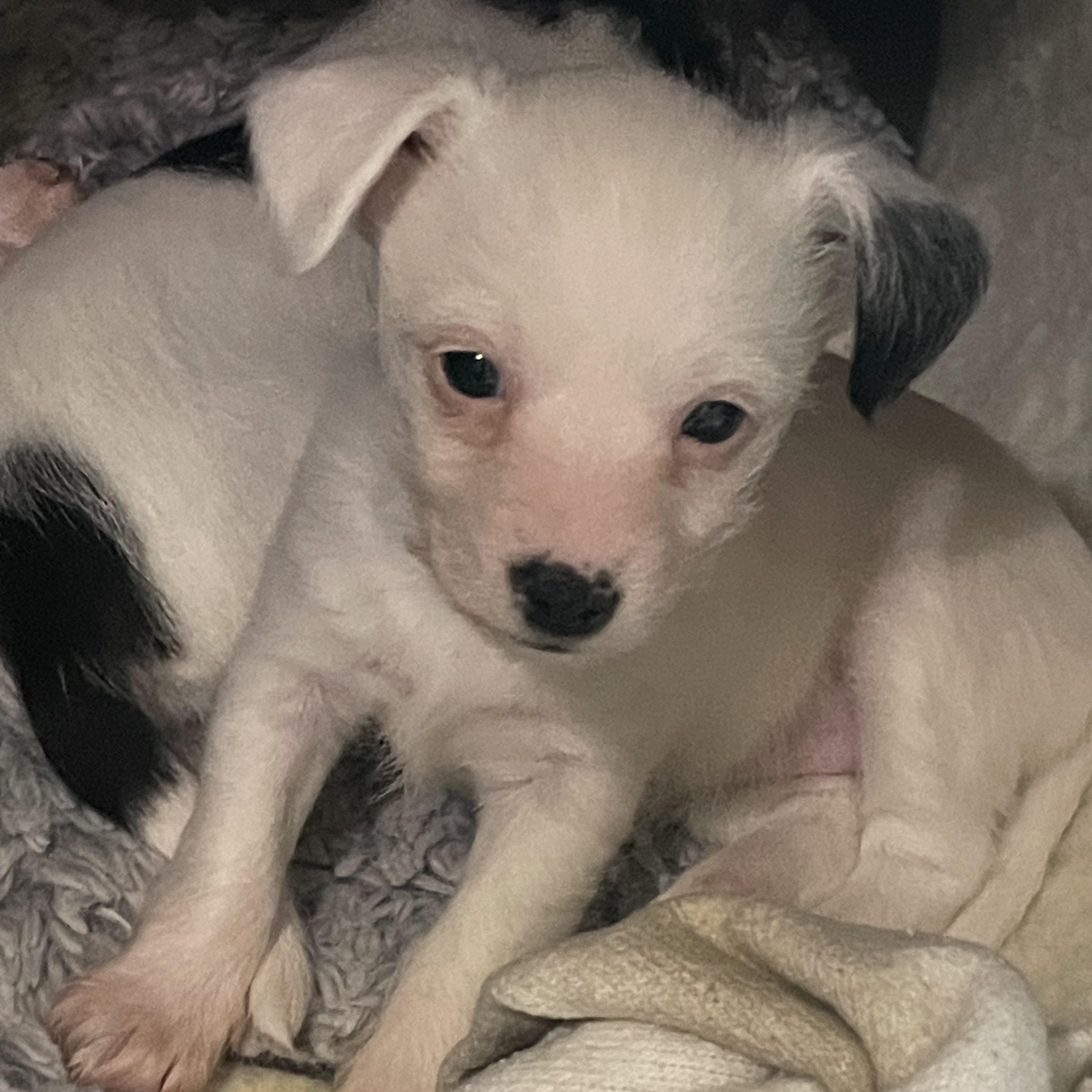 Enlarge Pixie Precious, an adopted mixed breed in Andover, MA image 2/6