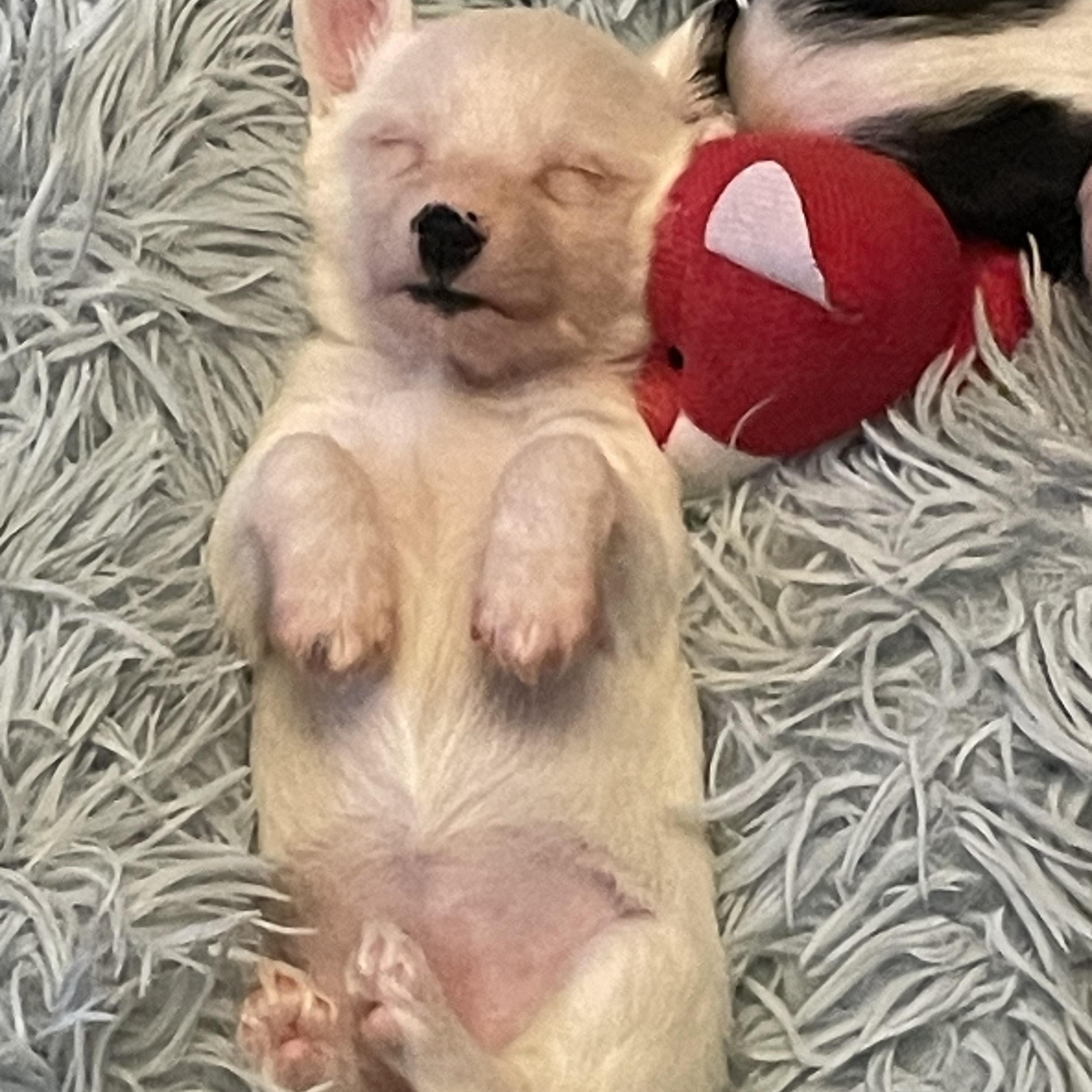 Enlarge Pixie Precious, an adopted mixed breed in Andover, MA image 3/6