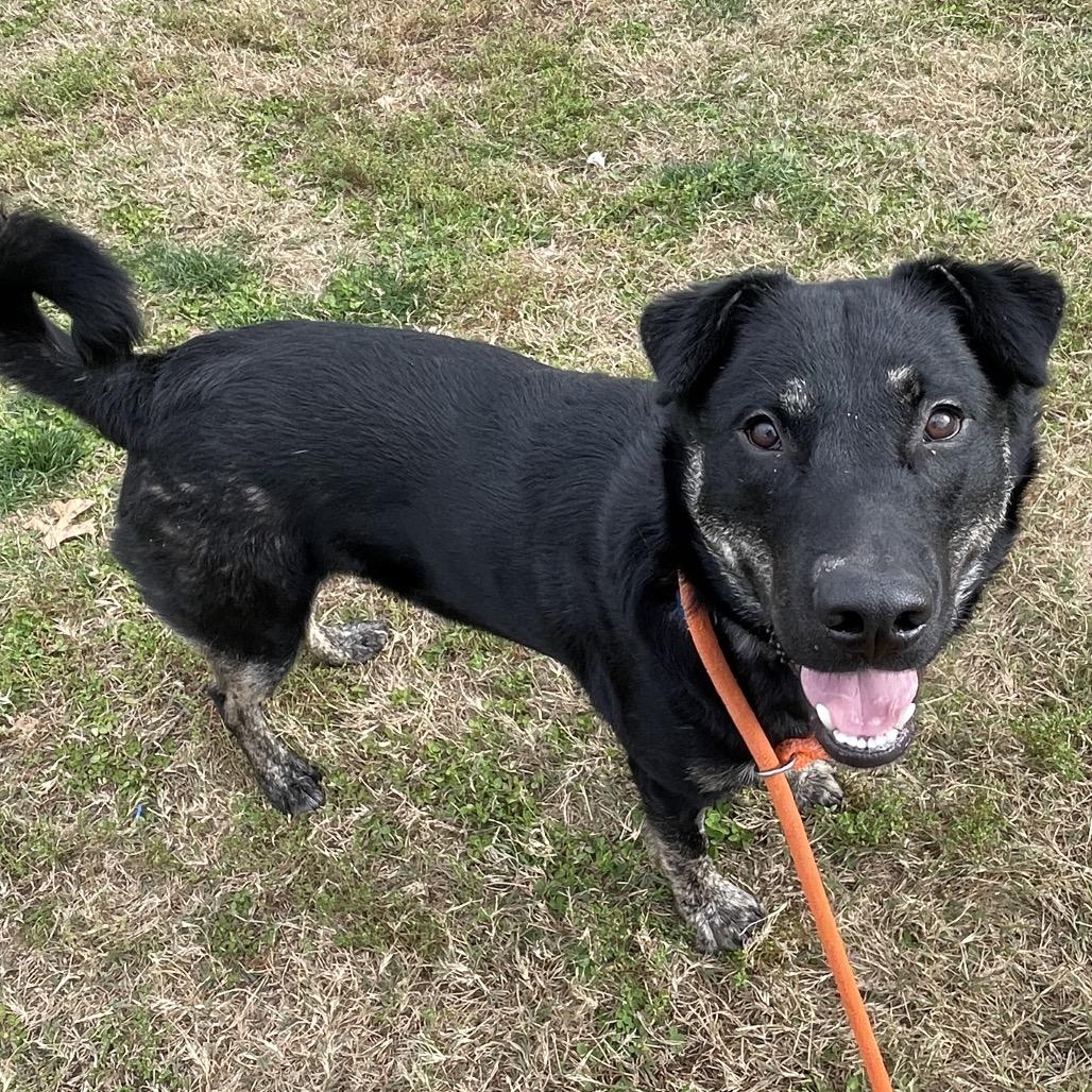 Enlarge Blueberry, a Adoptable mixed breed in Springfield, MO image 2/6