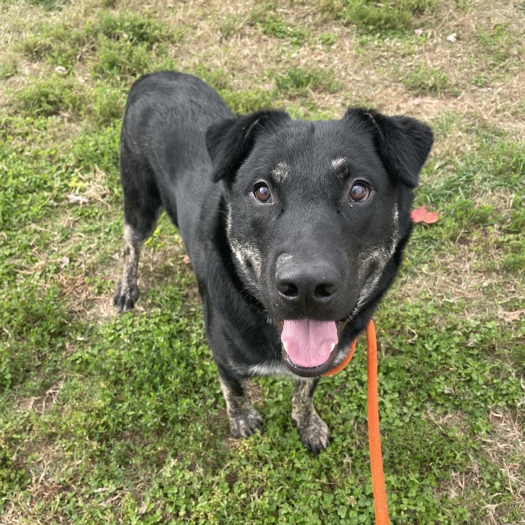 Enlarge Blueberry, a Adoptable mixed breed in Springfield, MO image 5/6