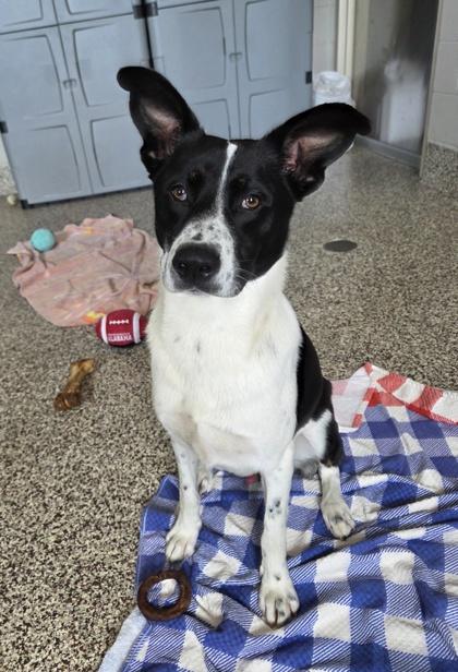 Miles, Adoptable, Adult Male Border Collie & Mixed Breed.