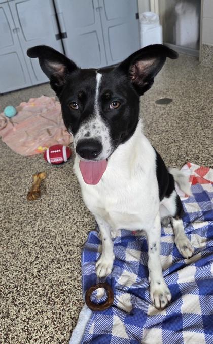 Enlarge Miles, a Adoptable mixed breed in Westland, MI image 2/2