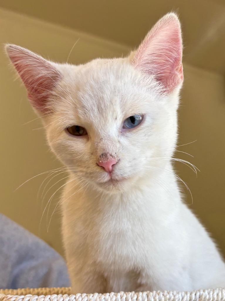 Enlarge coconut, a Adoptable mixed breed in Mineral, VA image 1/1