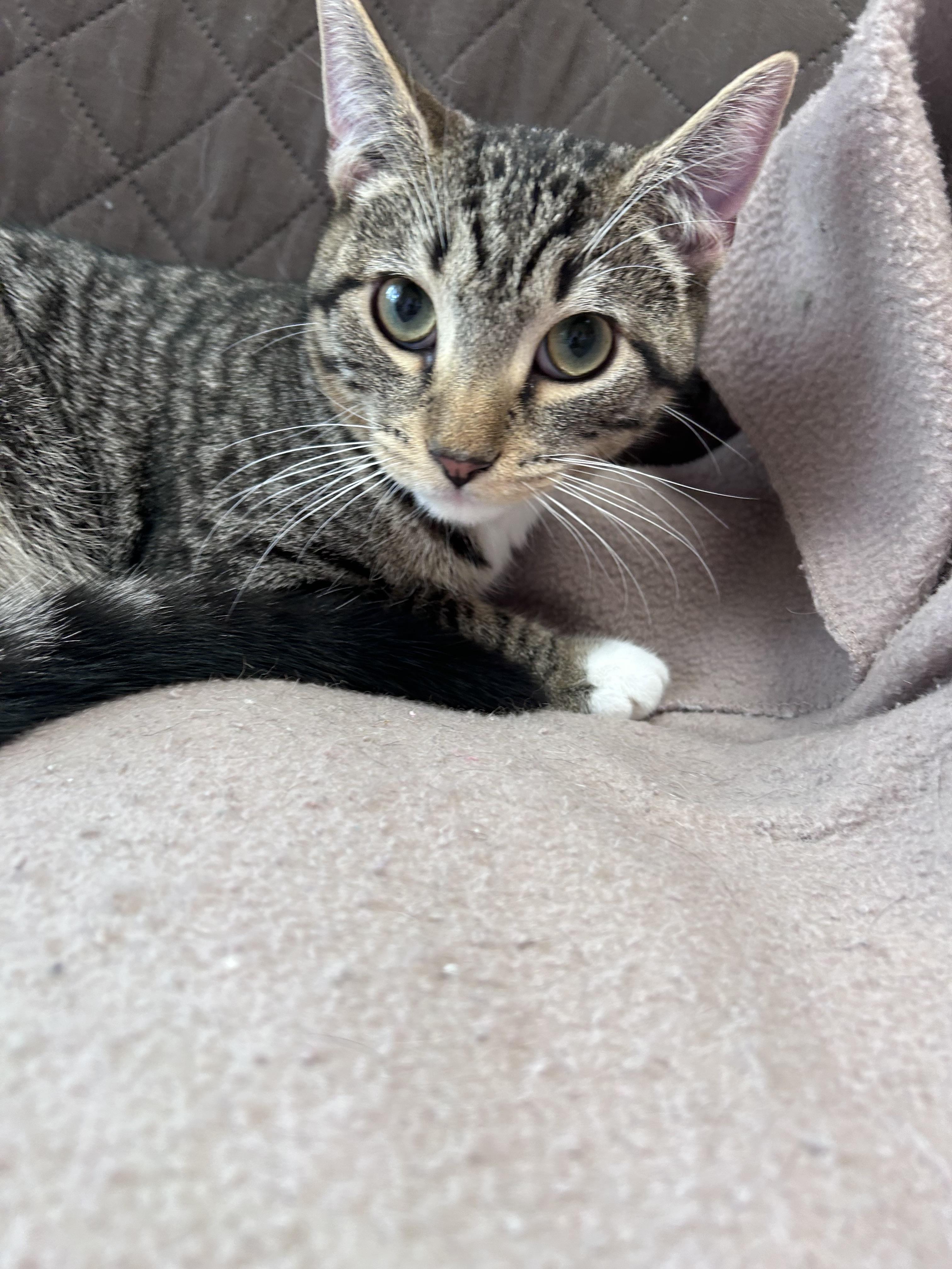Gooseberry, adopted, Young Male Domestic Short Hair & Tabby.