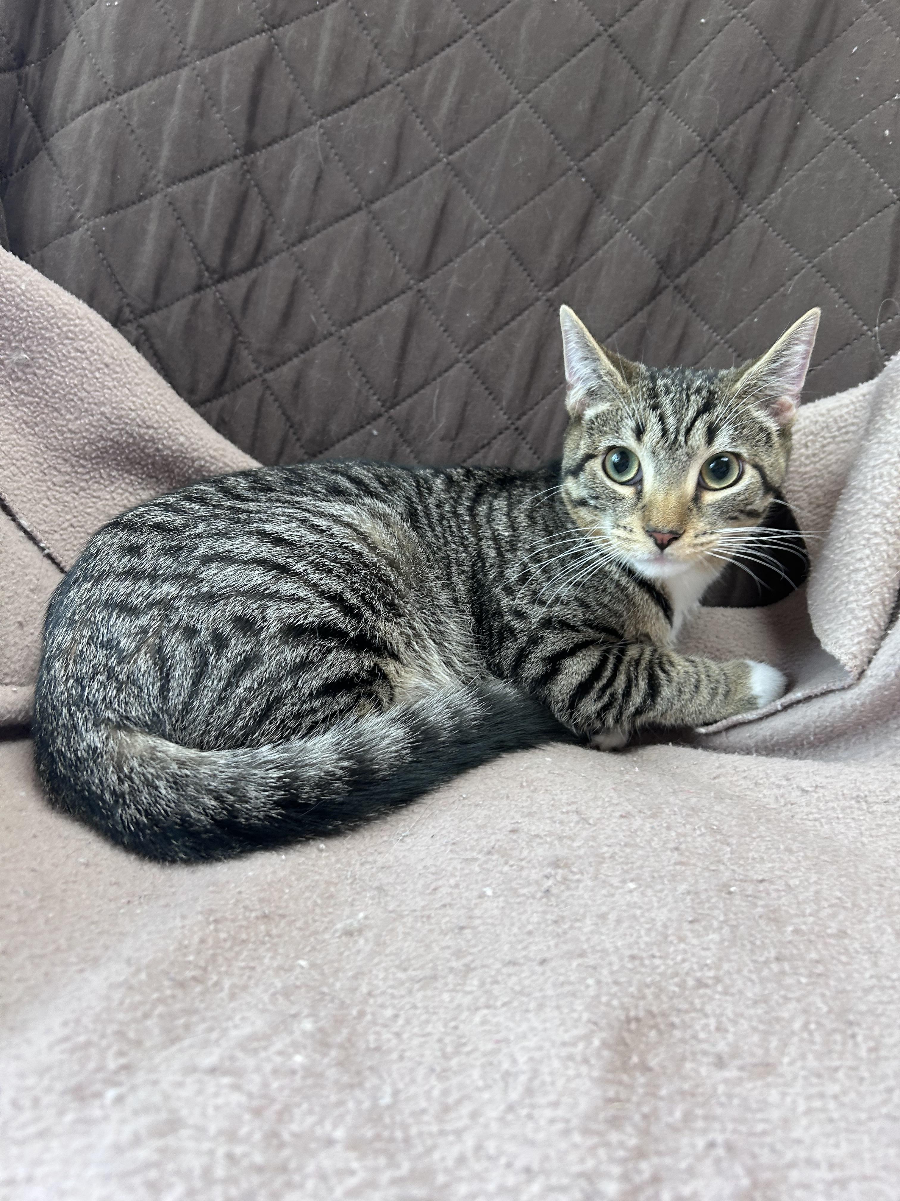 Gooseberry, an adopted mixed breed in Greensboro, NC image 4/4