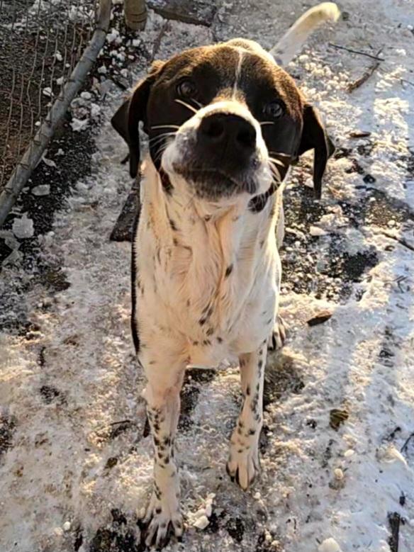 Hunter, a ADOPTABLE mixed breed in Ringwood, NJ image 3/6
