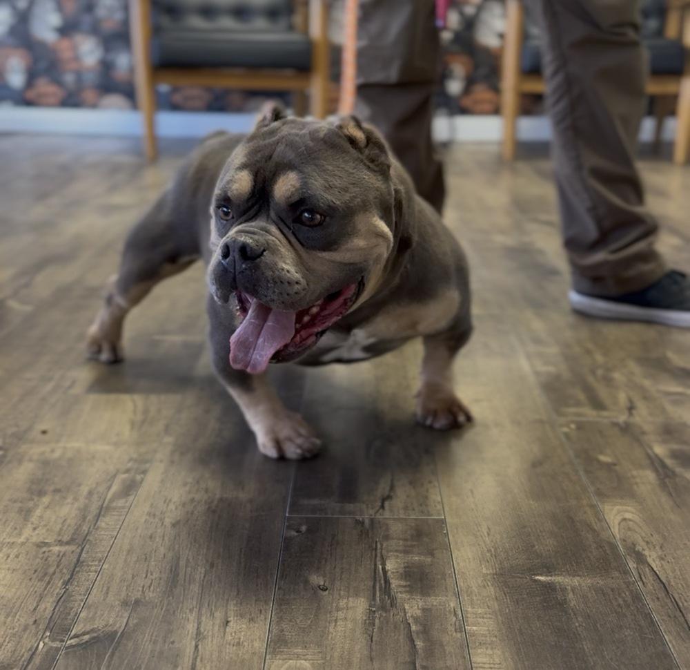Enlarge QUAVO, a Adoptable American Bulldog in ventura, CA image 1/1