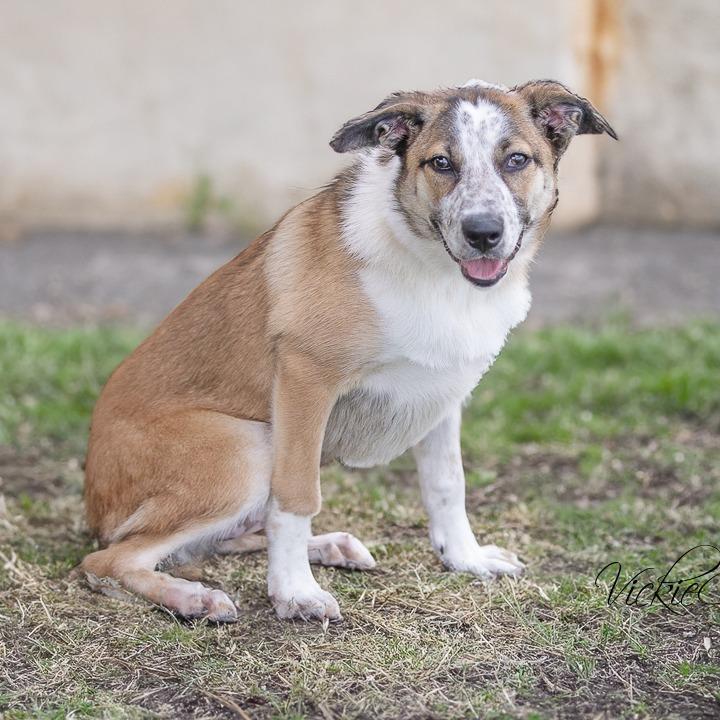 Maggie, Adoptable, Young Female Australian Cattle Dog / Blue Heeler.