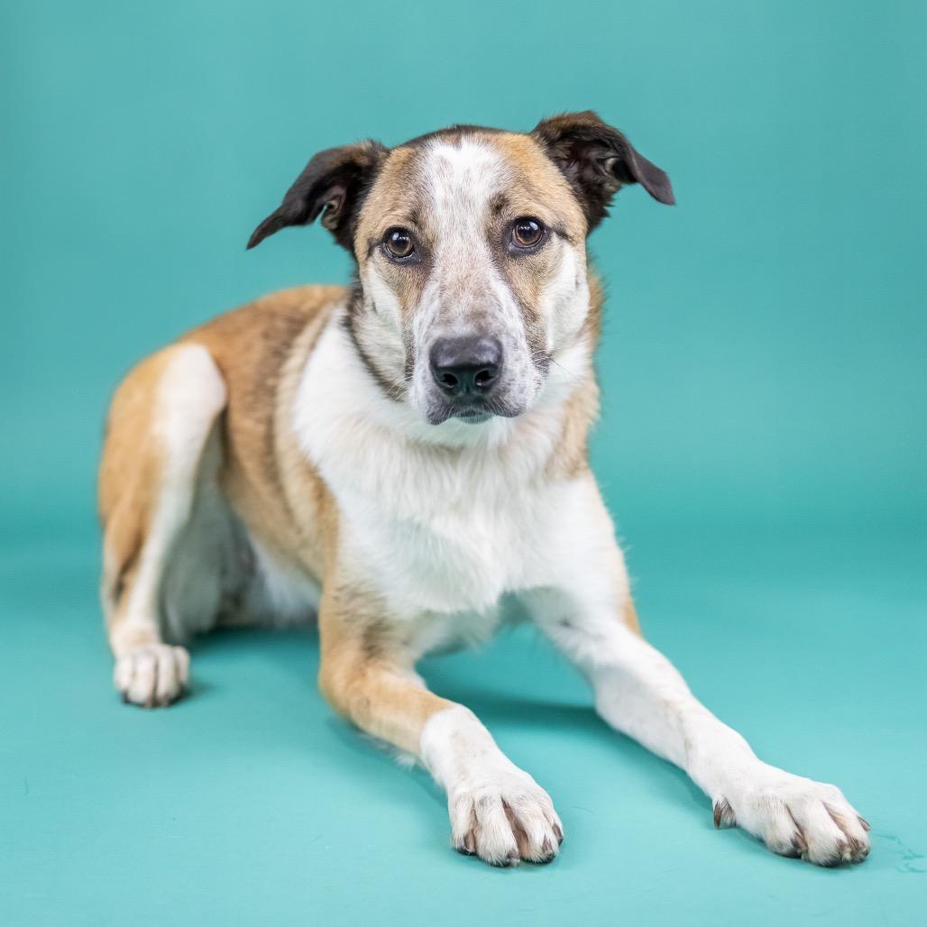 Enlarge Maggie, a Adoptable Australian Cattle Dog / Blue Heeler in Portland, OR image 2/6