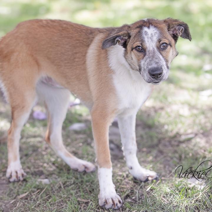Enlarge Maggie, a Adoptable Australian Cattle Dog / Blue Heeler in Portland, OR image 3/5