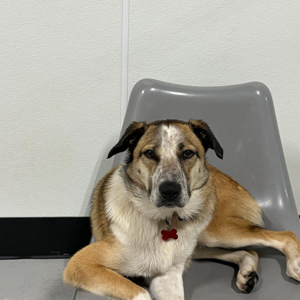 Maggie, a Adoptable Australian Cattle Dog / Blue Heeler in Portland, OR image 4/6
