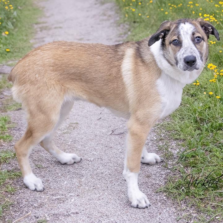Enlarge Maggie, a Adoptable Australian Cattle Dog / Blue Heeler in Portland, OR image 4/5
