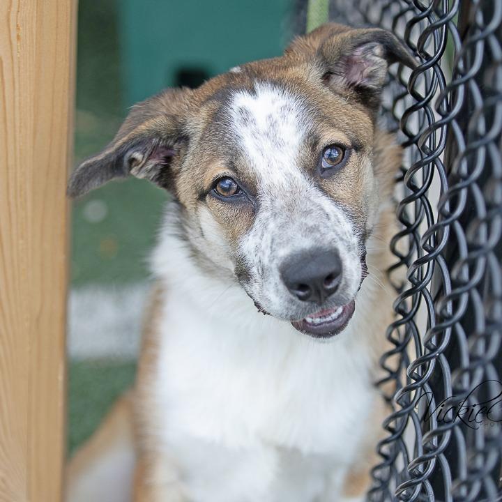 Enlarge Maggie, a Adoptable Australian Cattle Dog / Blue Heeler in Portland, OR image 5/5